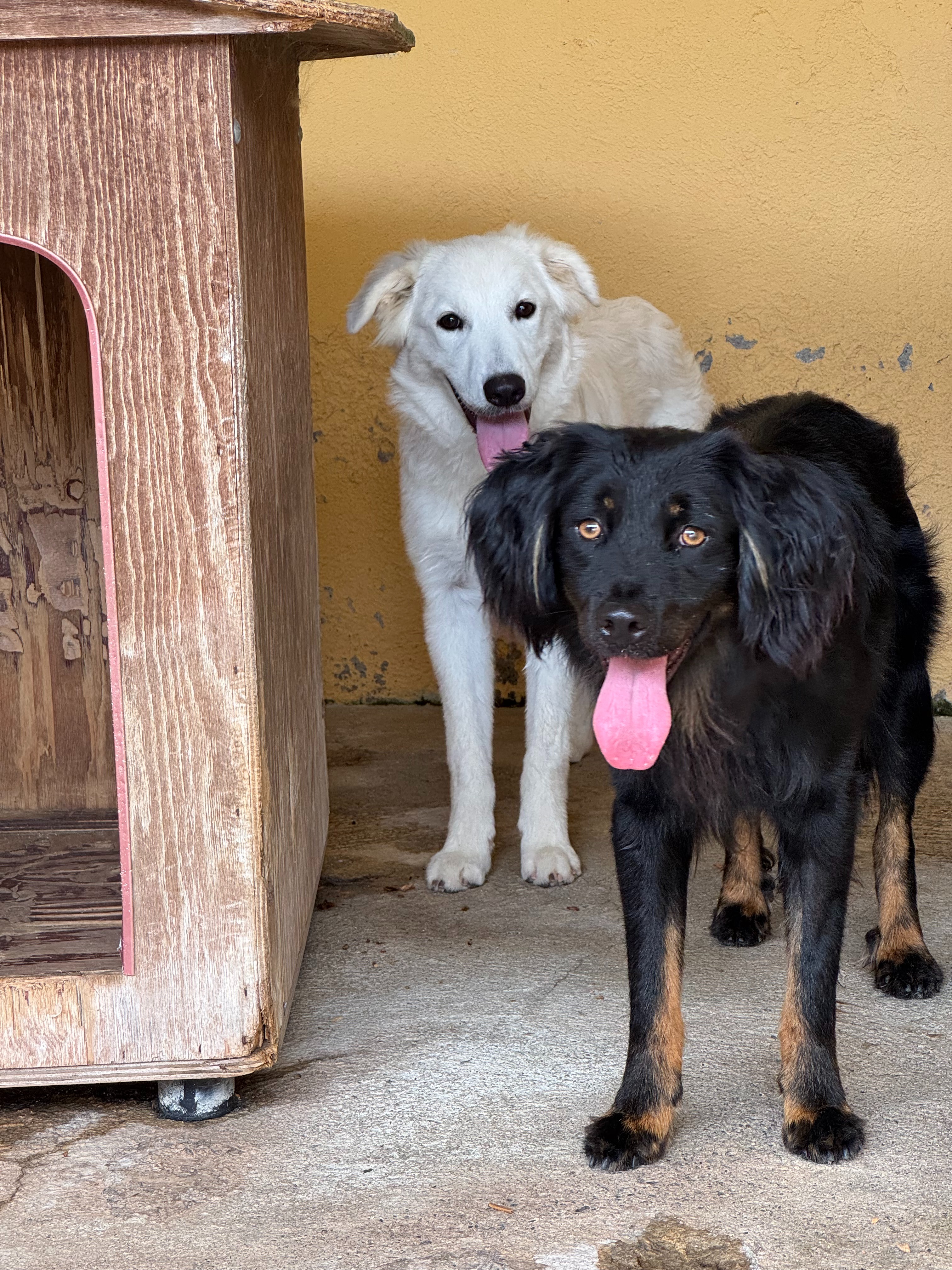 EMERGENZA CIBO. AIUTACI A SFAMARE OLTRE 80 CANI ❤️ campaign photo, 5 of 8