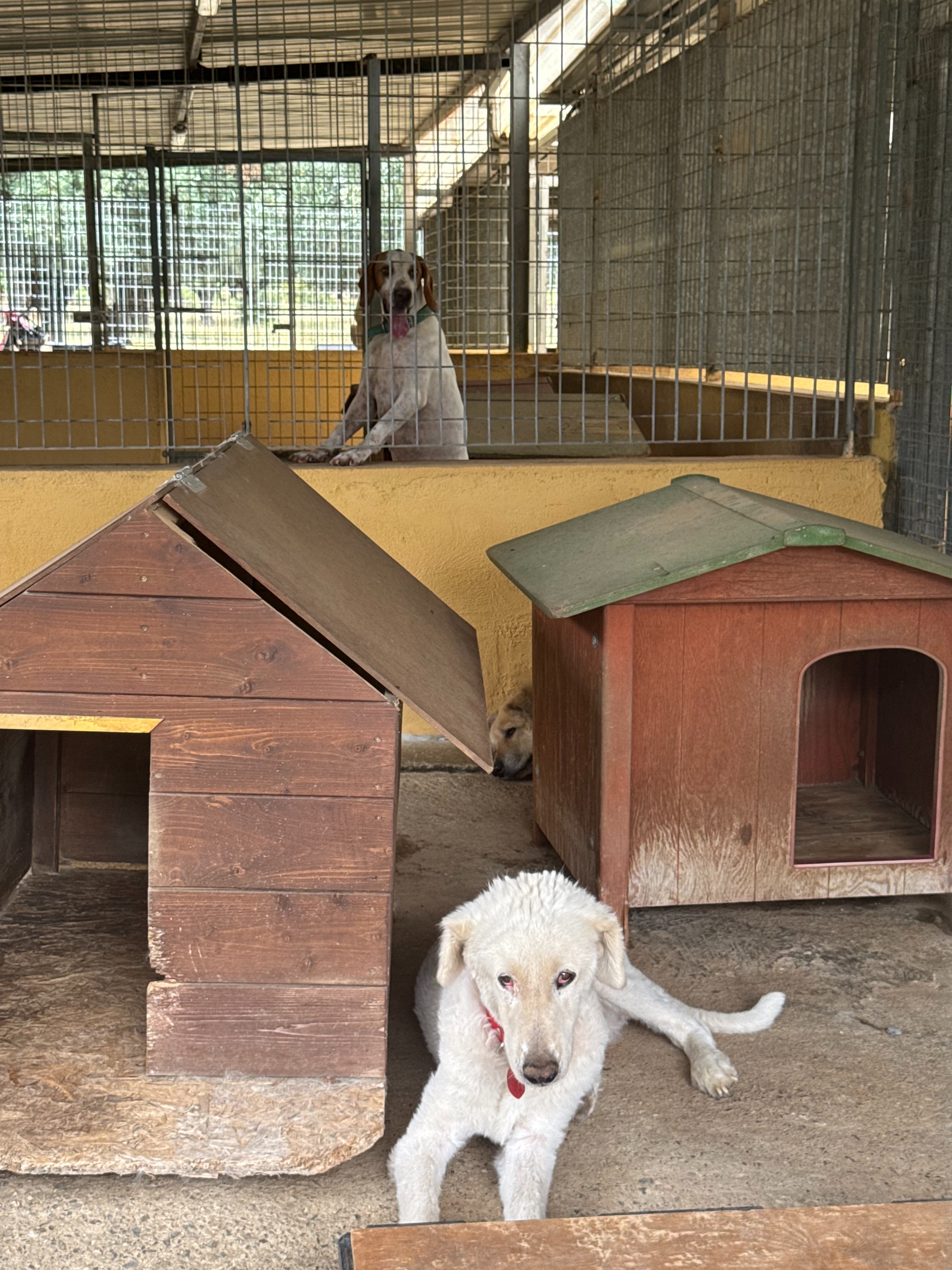 EMERGENZA CIBO. AIUTACI A SFAMARE OLTRE 80 CANI ❤️ campaign photo, 2 of 8