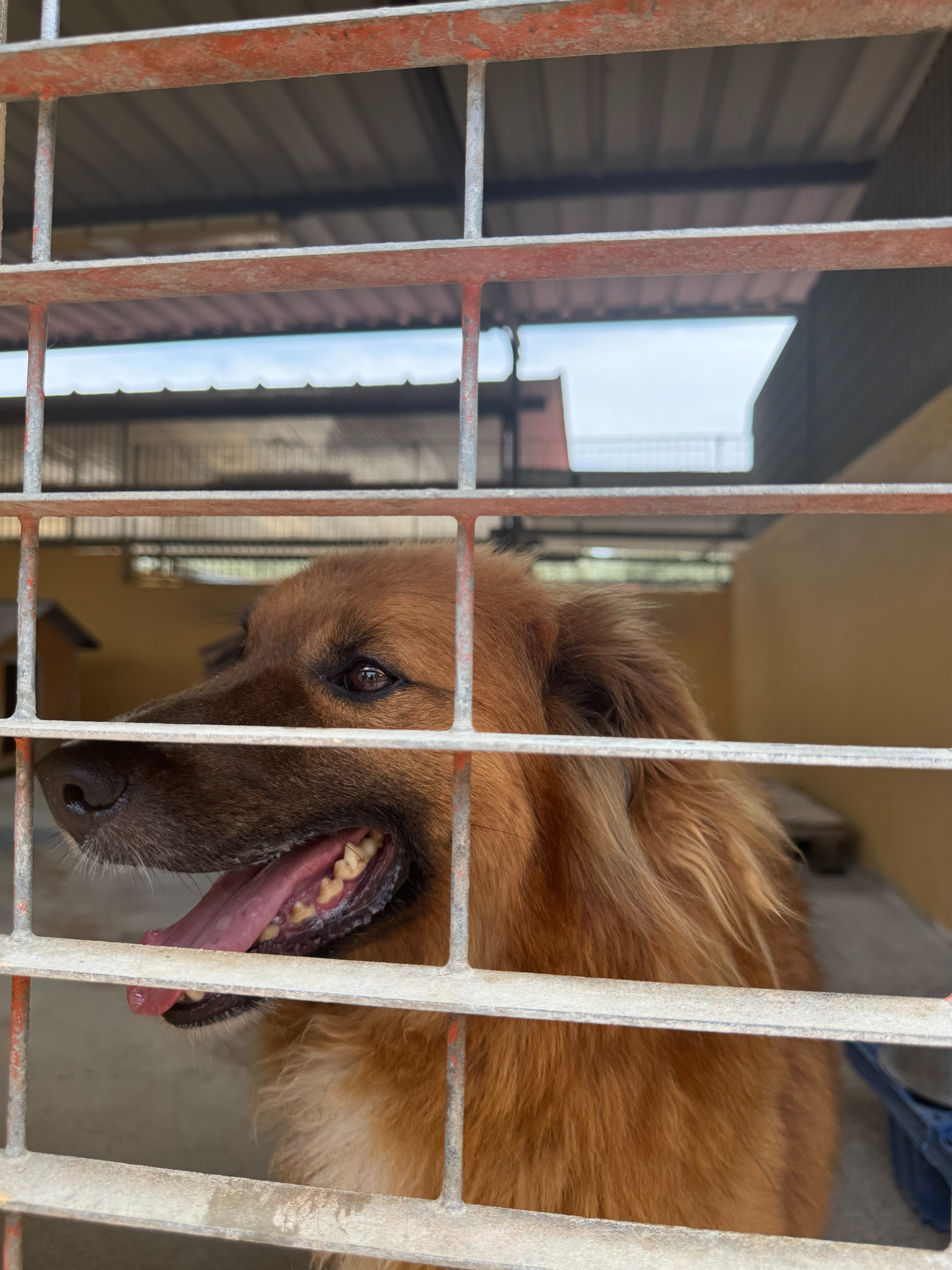EMERGENZA CIBO. AIUTACI A SFAMARE OLTRE 80 CANI ❤️ campaign photo, 6 of 8