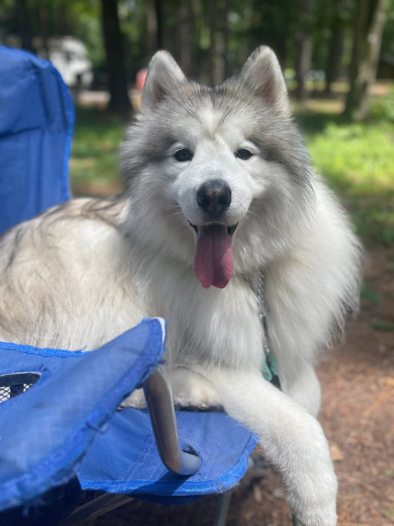 Kenneth Needs Your Help: Fund His TPLO Surgery campaign photo, 2 of 8