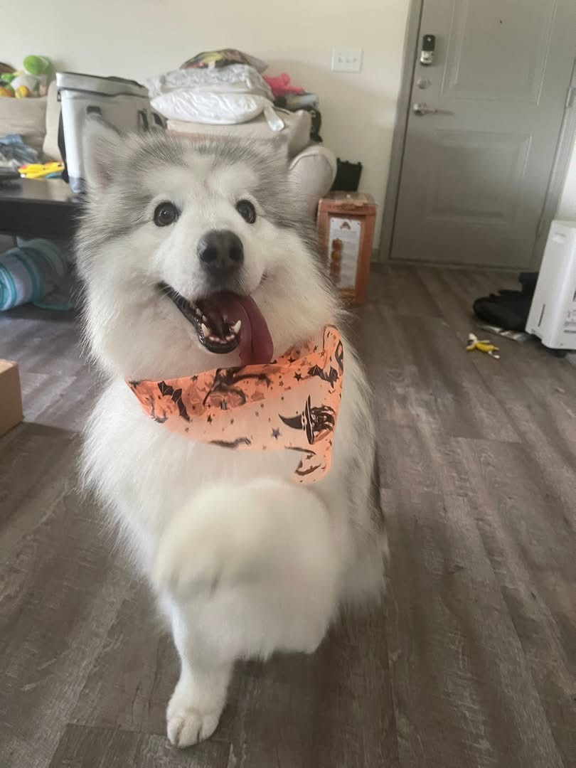 Kenneth Needs Your Help: Fund His TPLO Surgery campaign photo, 7 of 8