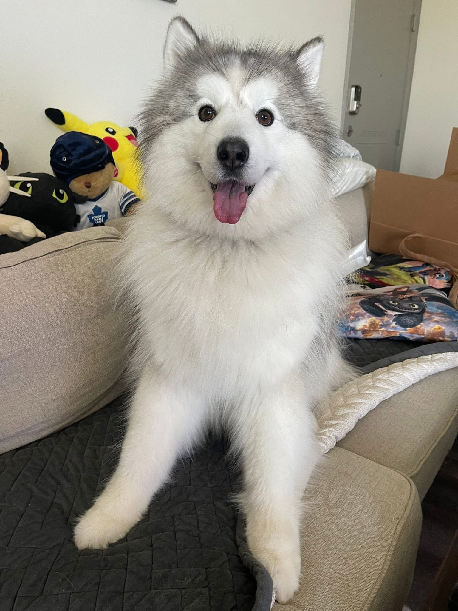 Kenneth Needs Your Help: Fund His TPLO Surgery campaign photo, 4 of 8