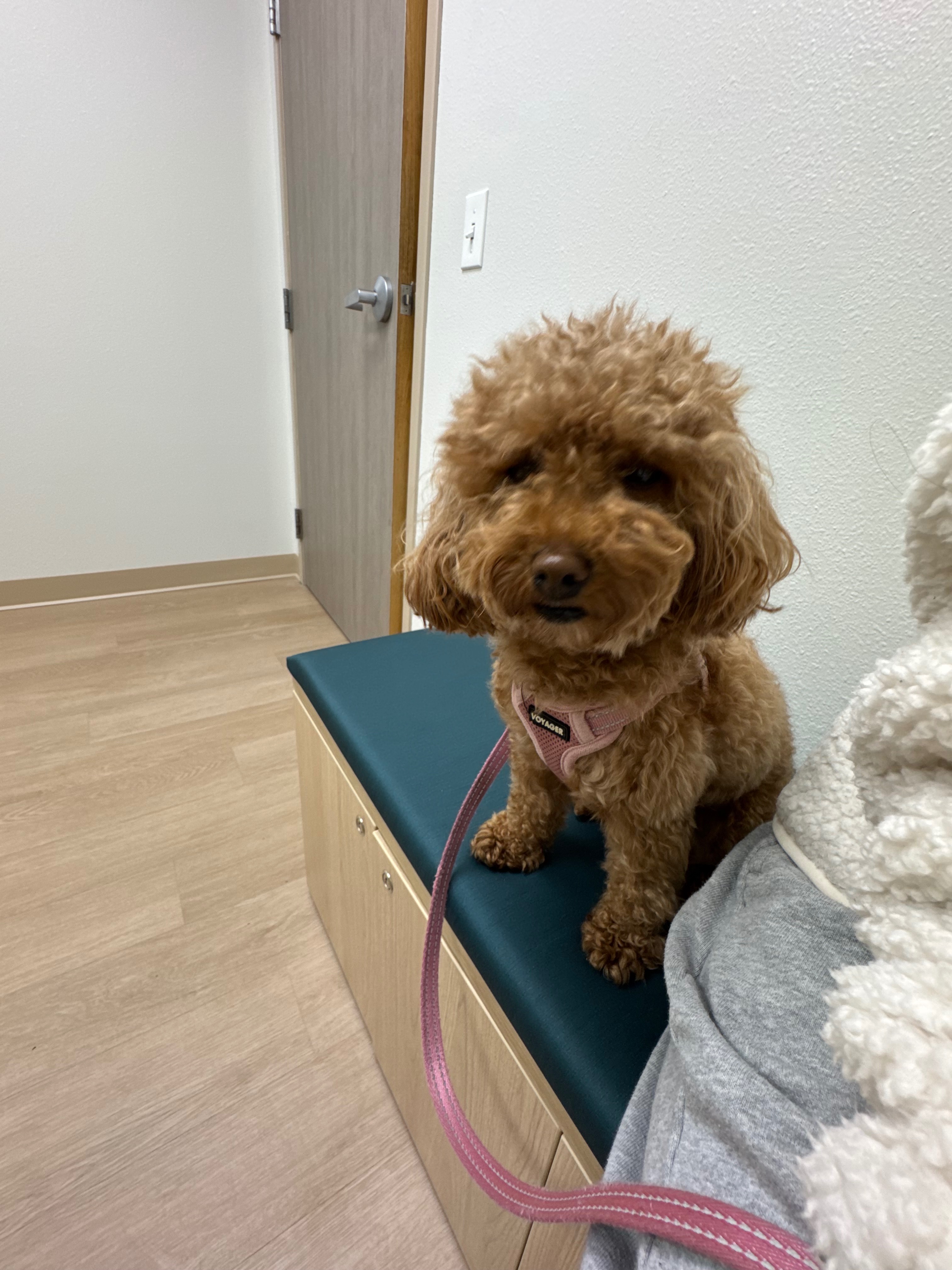 Help Nugget Get Lifesaving Care campaign photo, 7 of 8