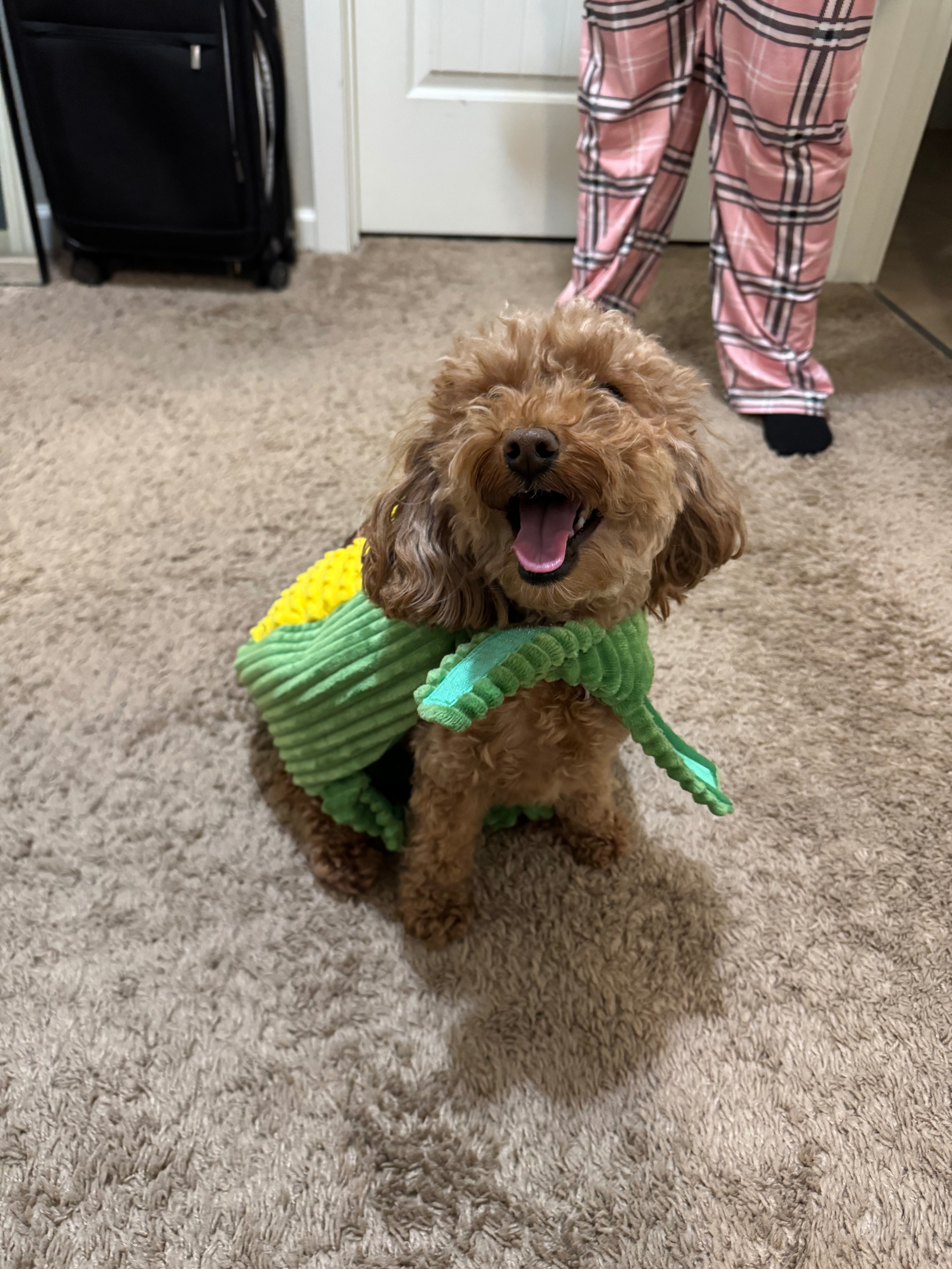 Help Nugget Get Lifesaving Care campaign photo, 2 of 8