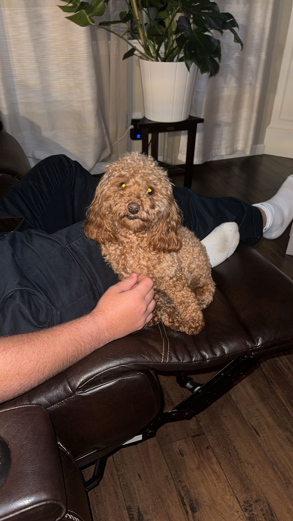 Help Nugget Get Lifesaving Care campaign photo, 5 of 8