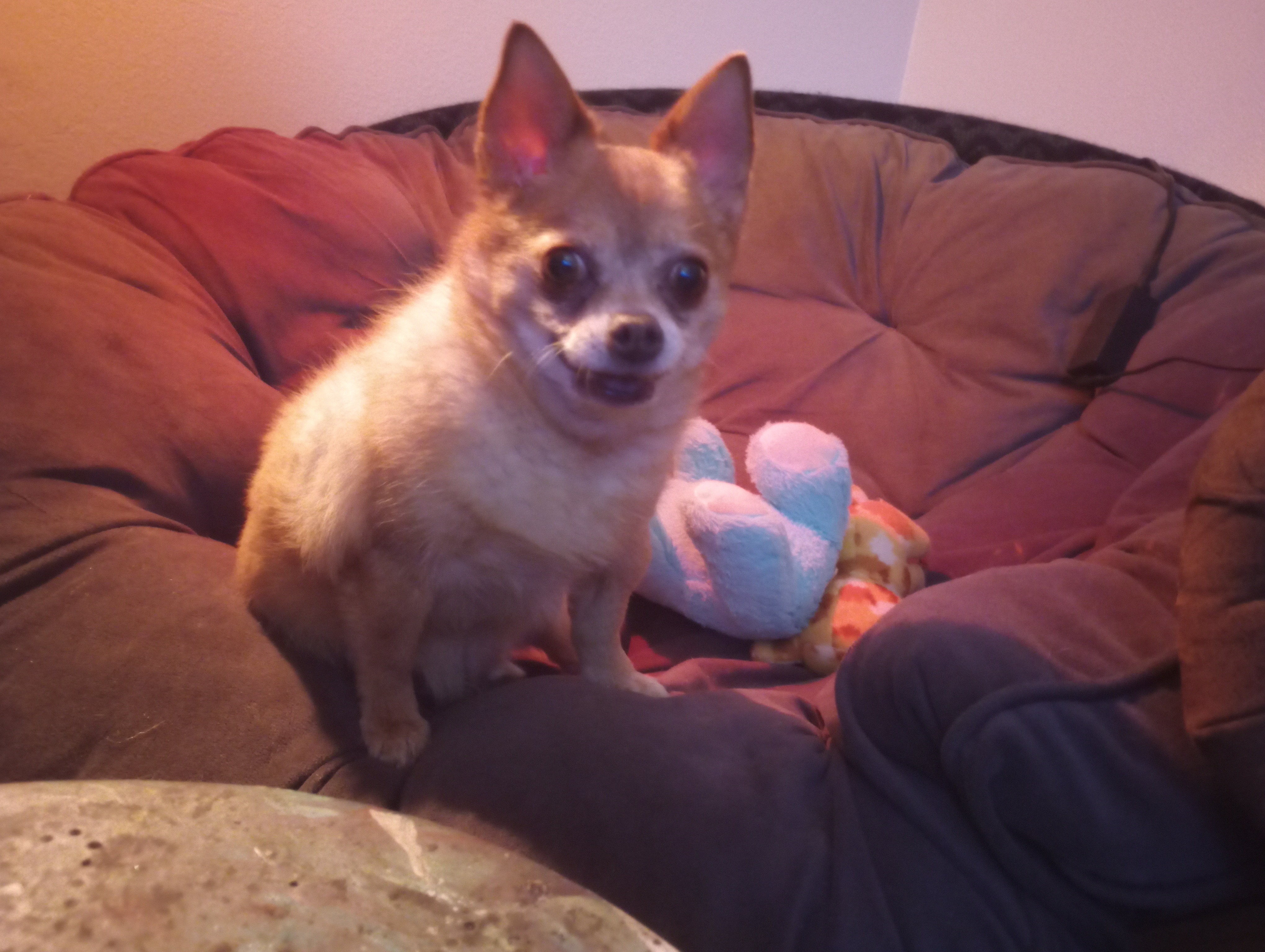 Help Tupac Get Life-Saving Surgery campaign photo, 2 of 8