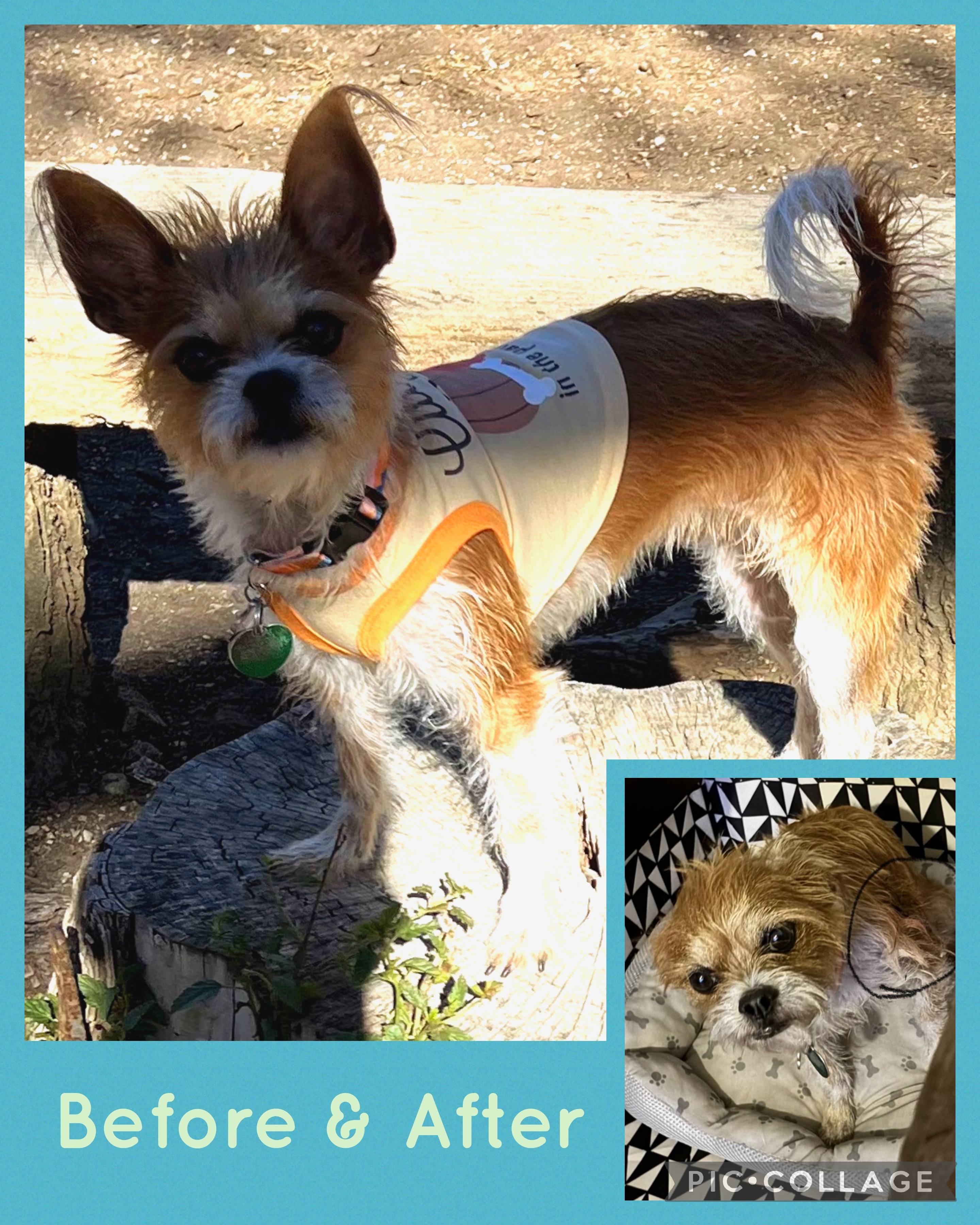 Help Stella Edwards Recover From Dog Attack campaign photo, 2 of 5