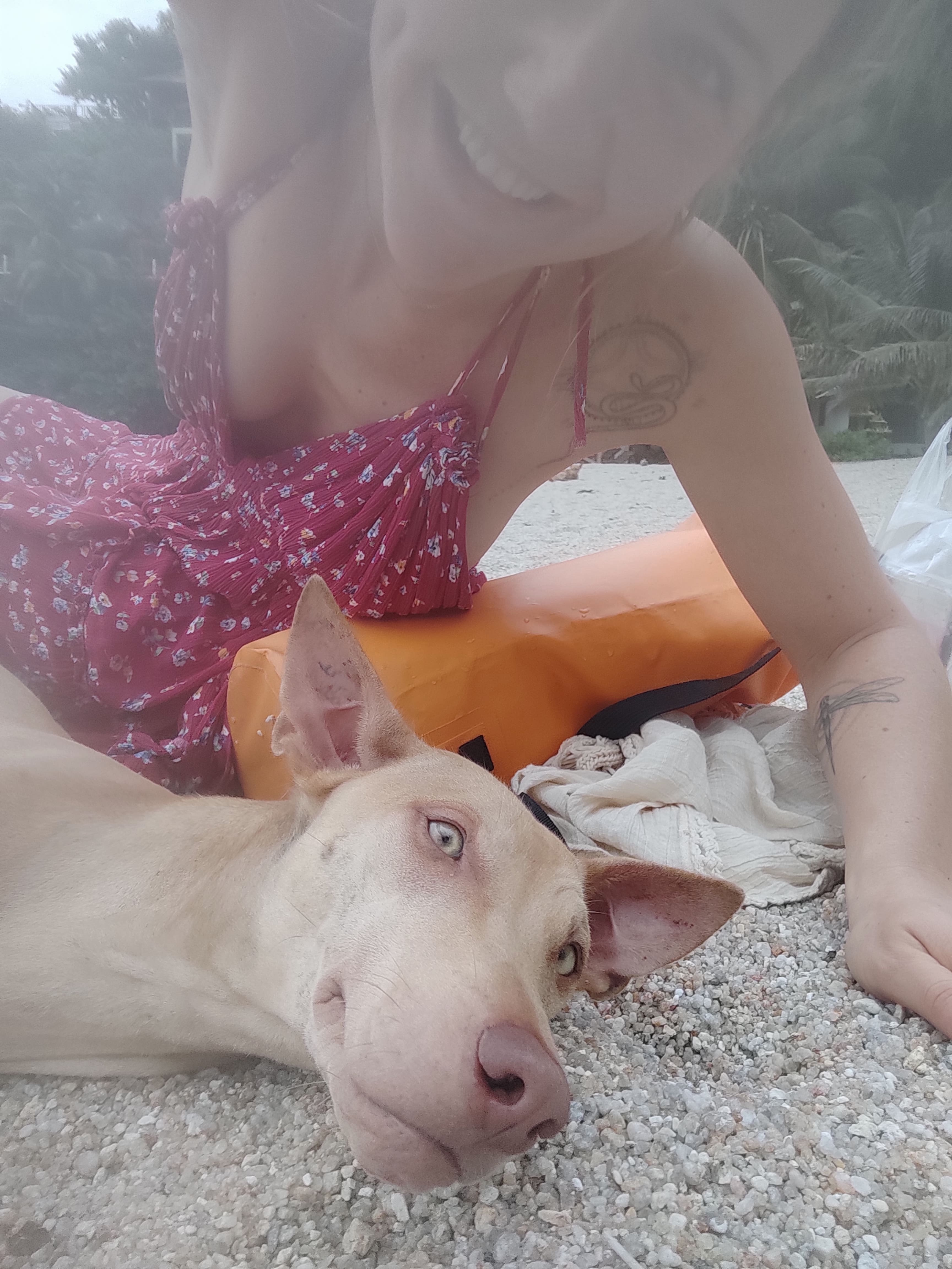 Help 3- leged street dog Phoebe being adopted! campaign photo, 6 of 7