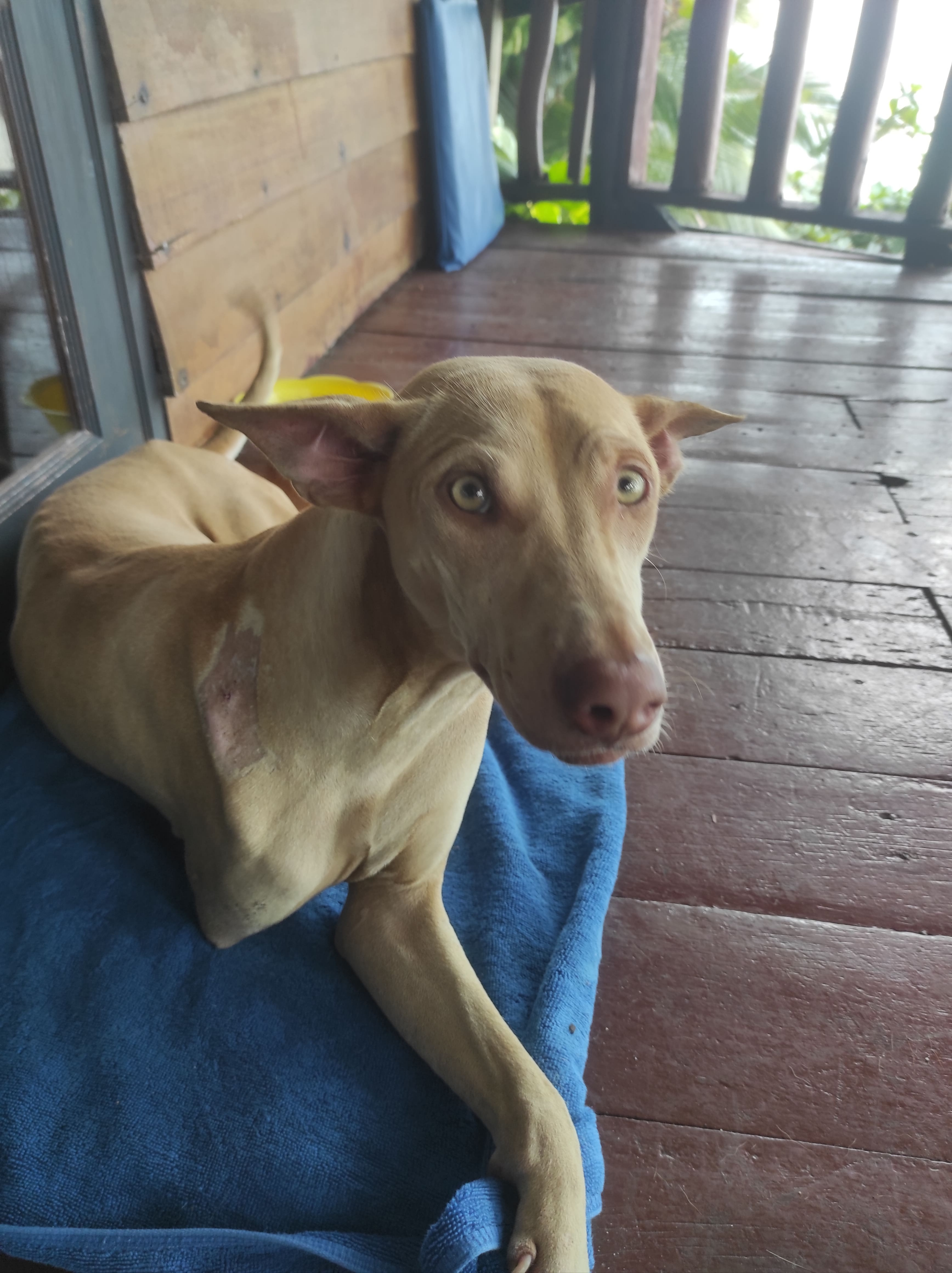 Help 3- leged street dog Phoebe being adopted! campaign photo, 2 of 7