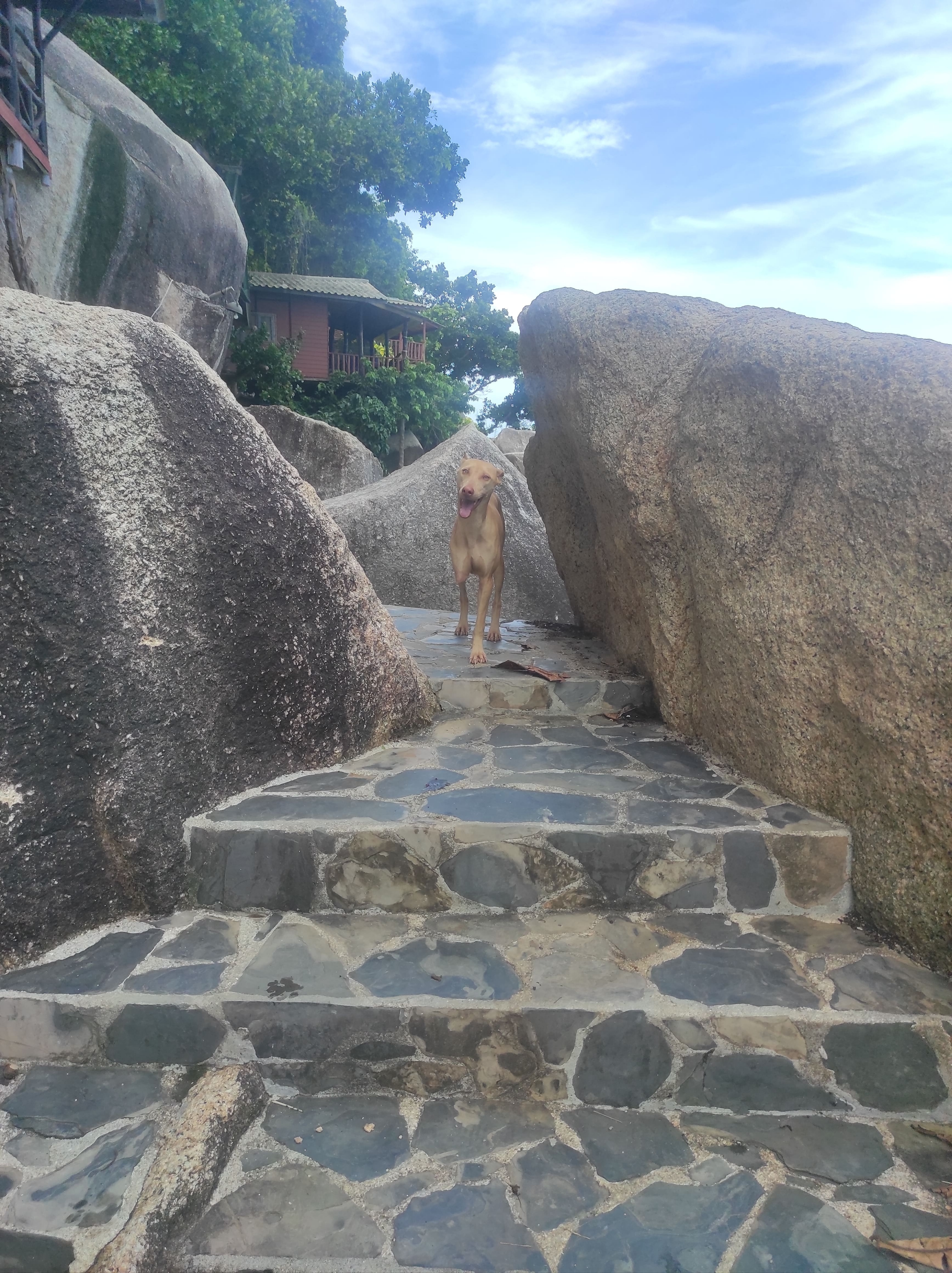 Help 3- leged street dog Phoebe being adopted! campaign photo, 4 of 7