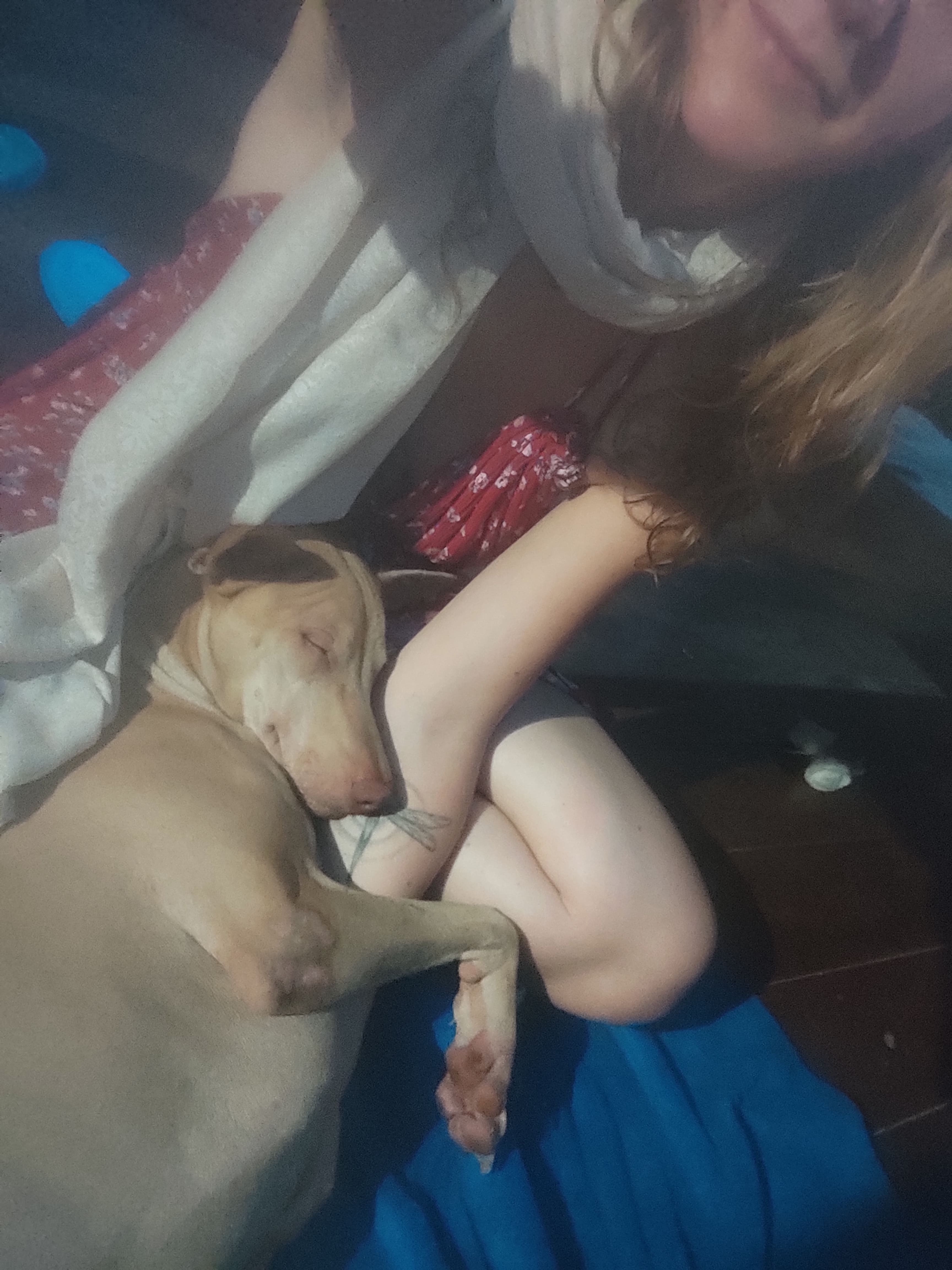 Help 3- leged street dog Phoebe being adopted! campaign photo, 5 of 7