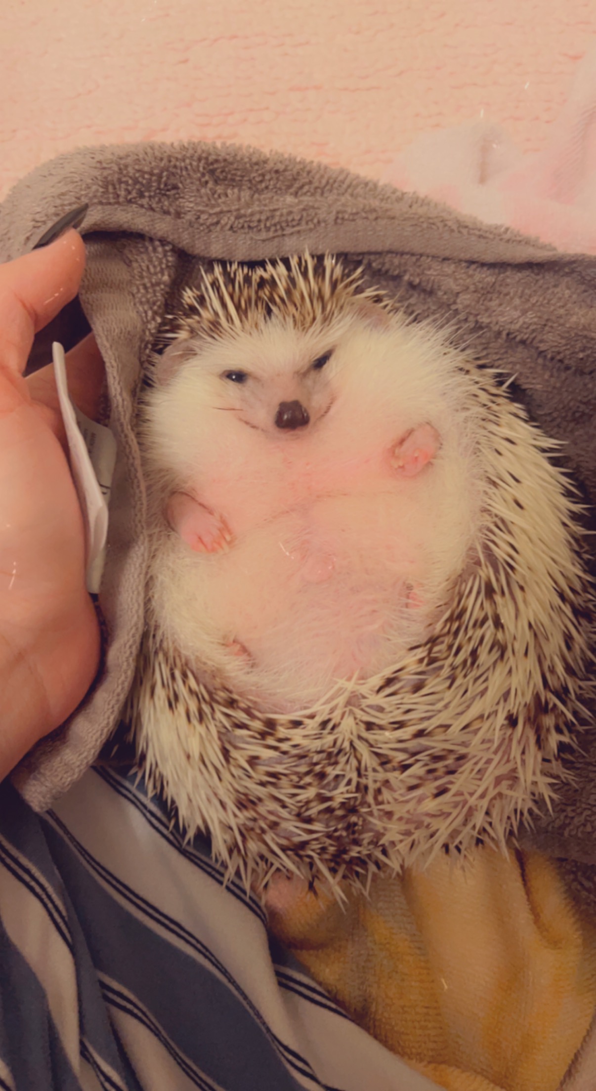 Help Figaro get to heaven peacefully & cremated campaign photo, 7 of 8