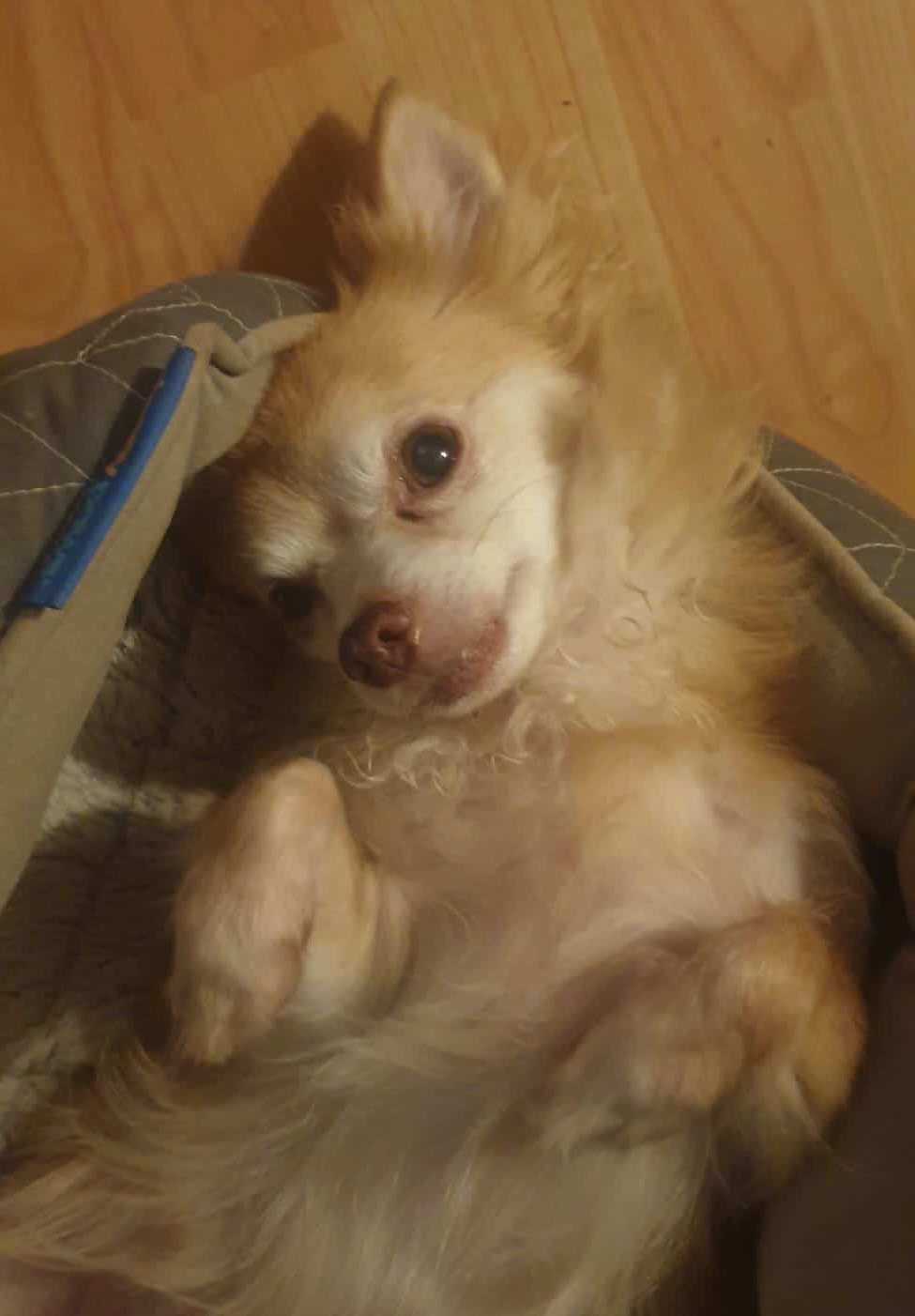 Help My Medical Alert Dog Get Life-Saving Treatment campaign photo, 7 of 8