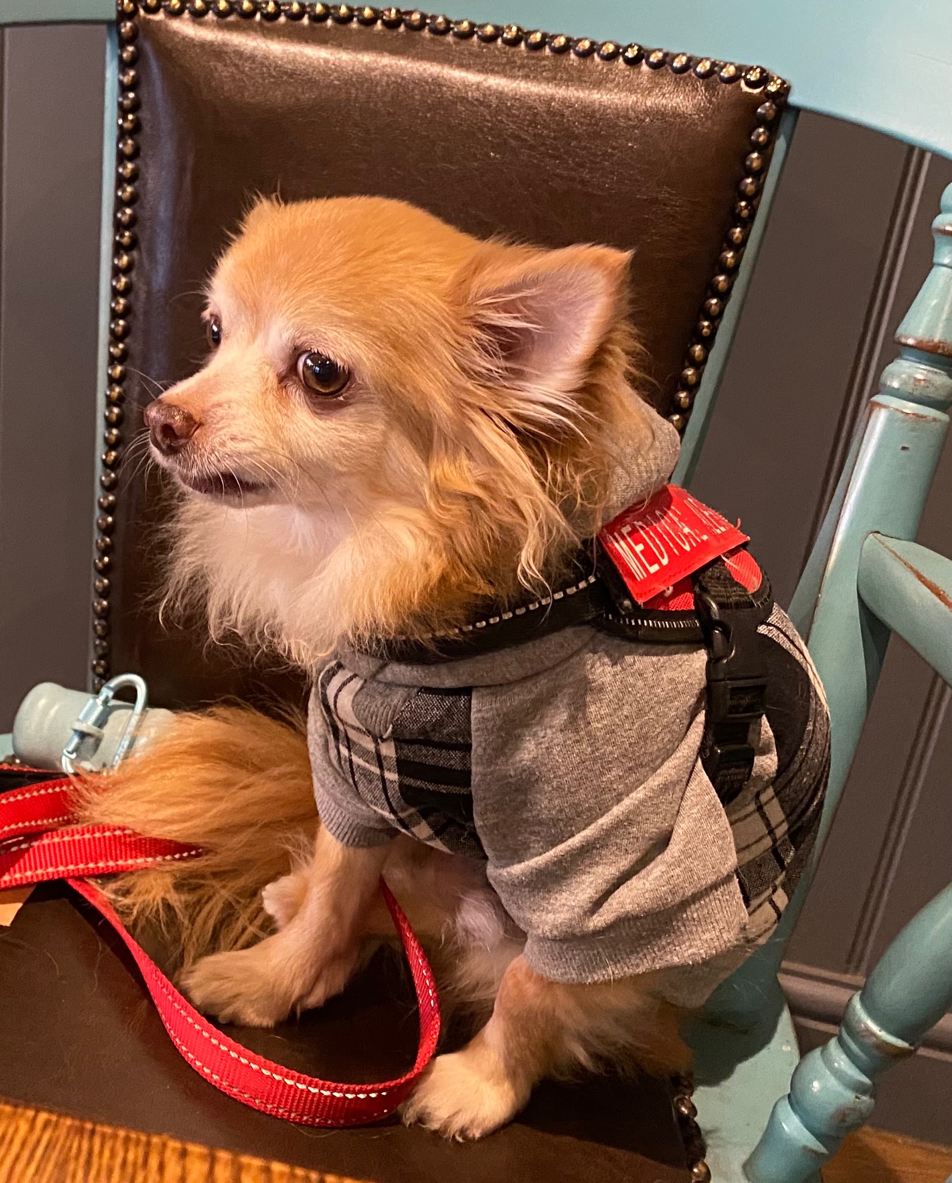Help My Medical Alert Dog Get Life-Saving Treatment campaign photo, 2 of 8