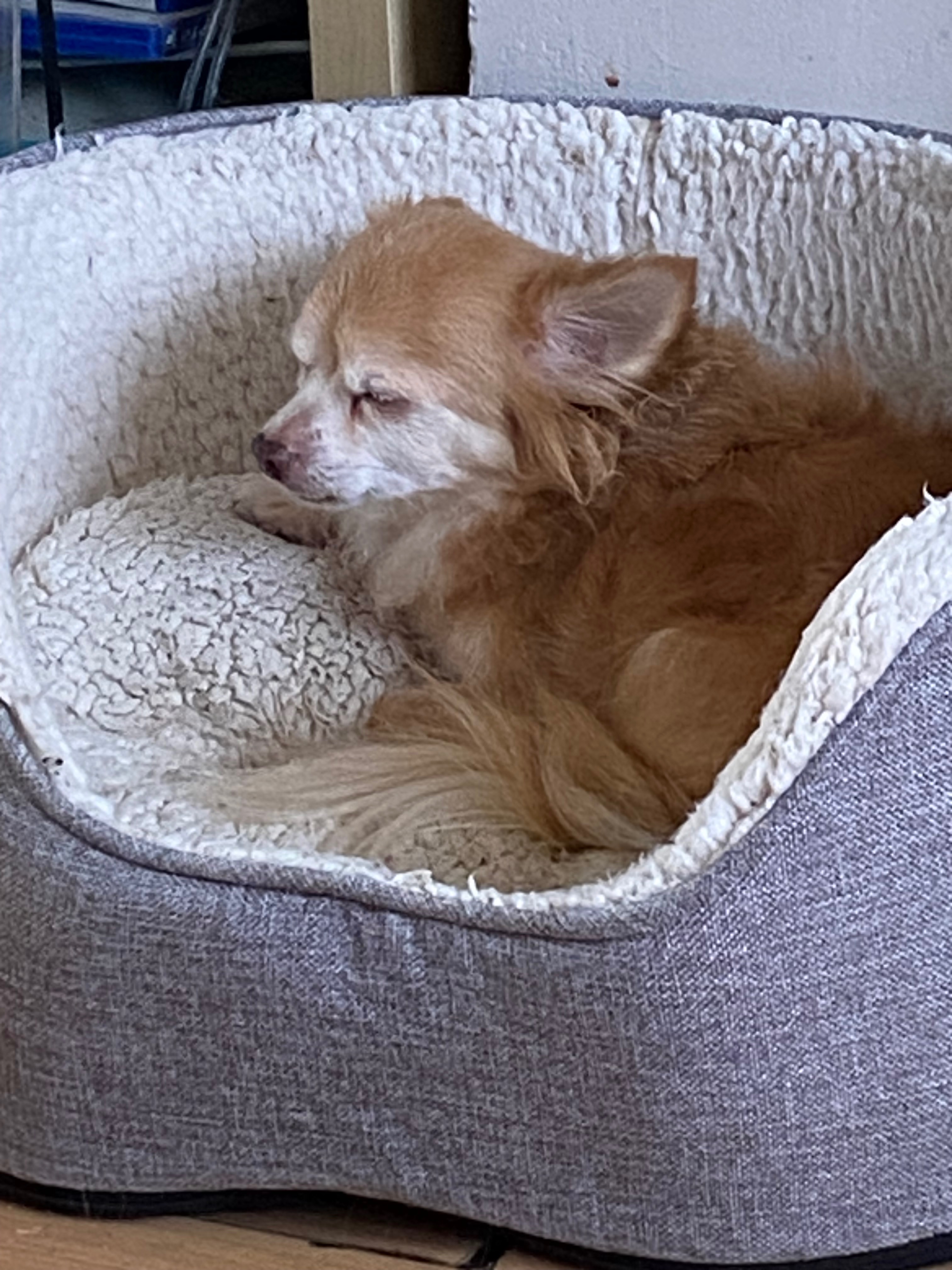 Help My Medical Alert Dog Get Life-Saving Treatment campaign photo, 4 of 8
