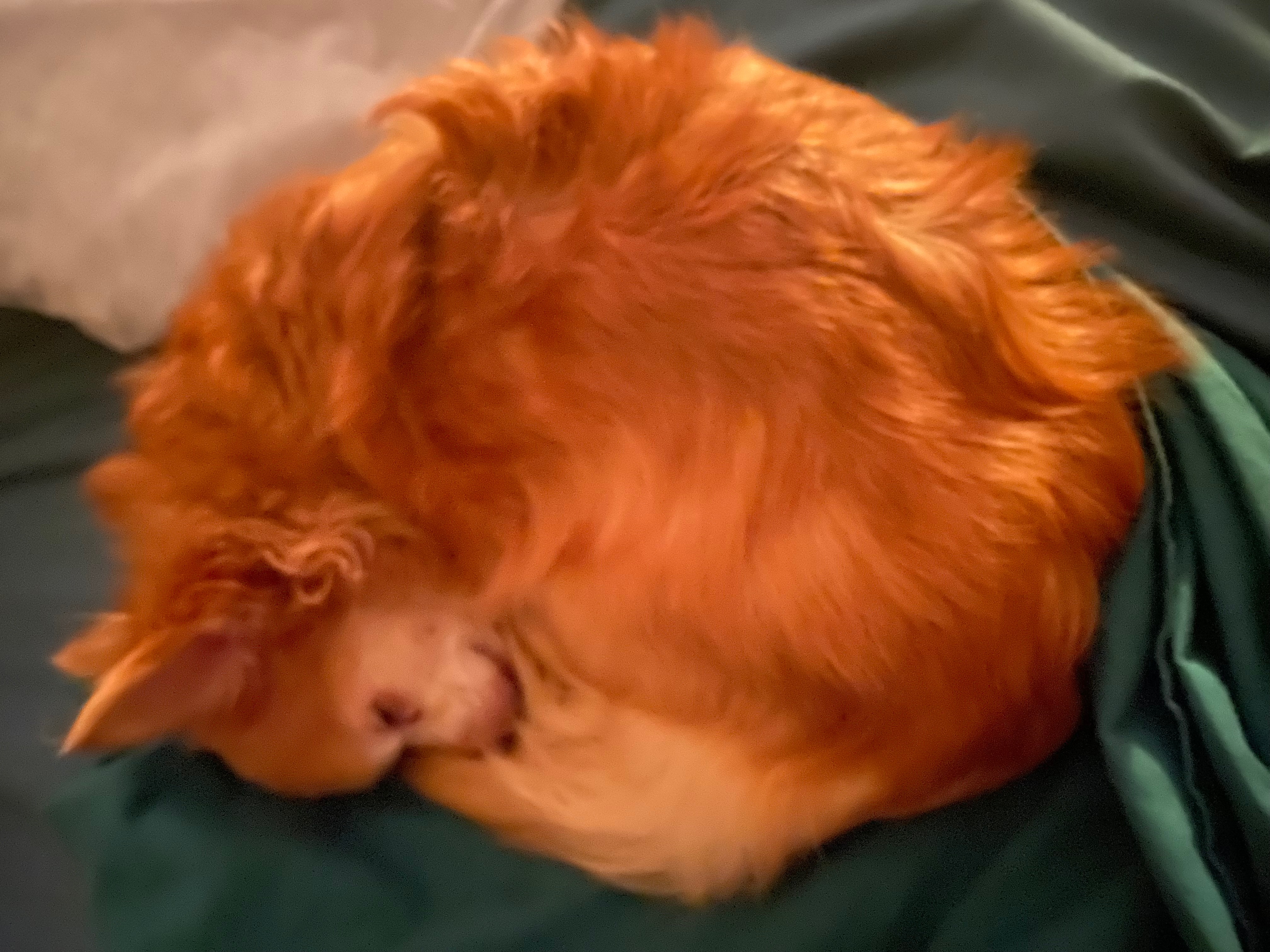 Help My Medical Alert Dog Get Life-Saving Treatment campaign photo, 5 of 8