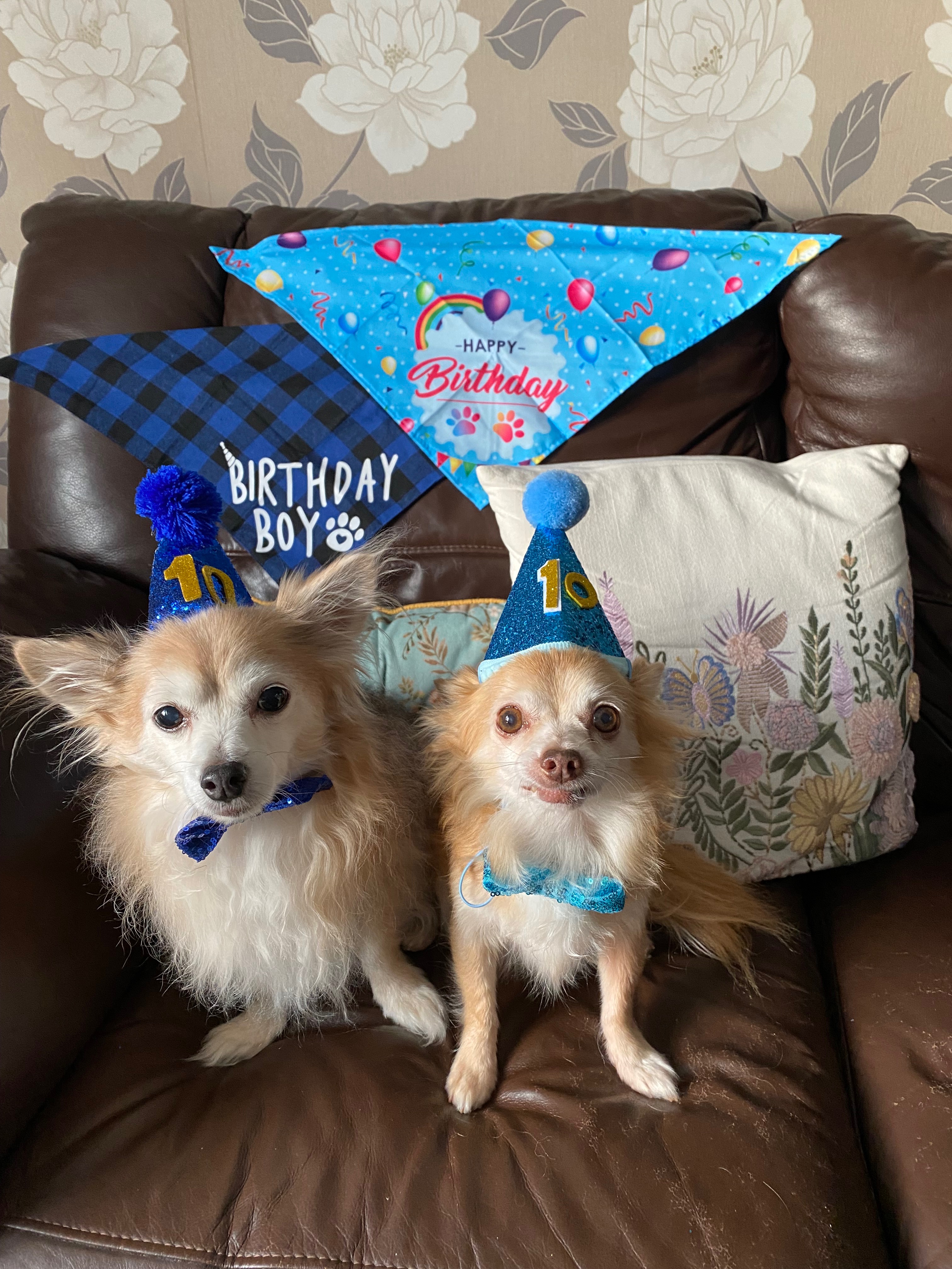 Help My Medical Alert Dog Get Life-Saving Treatment campaign photo, 6 of 8