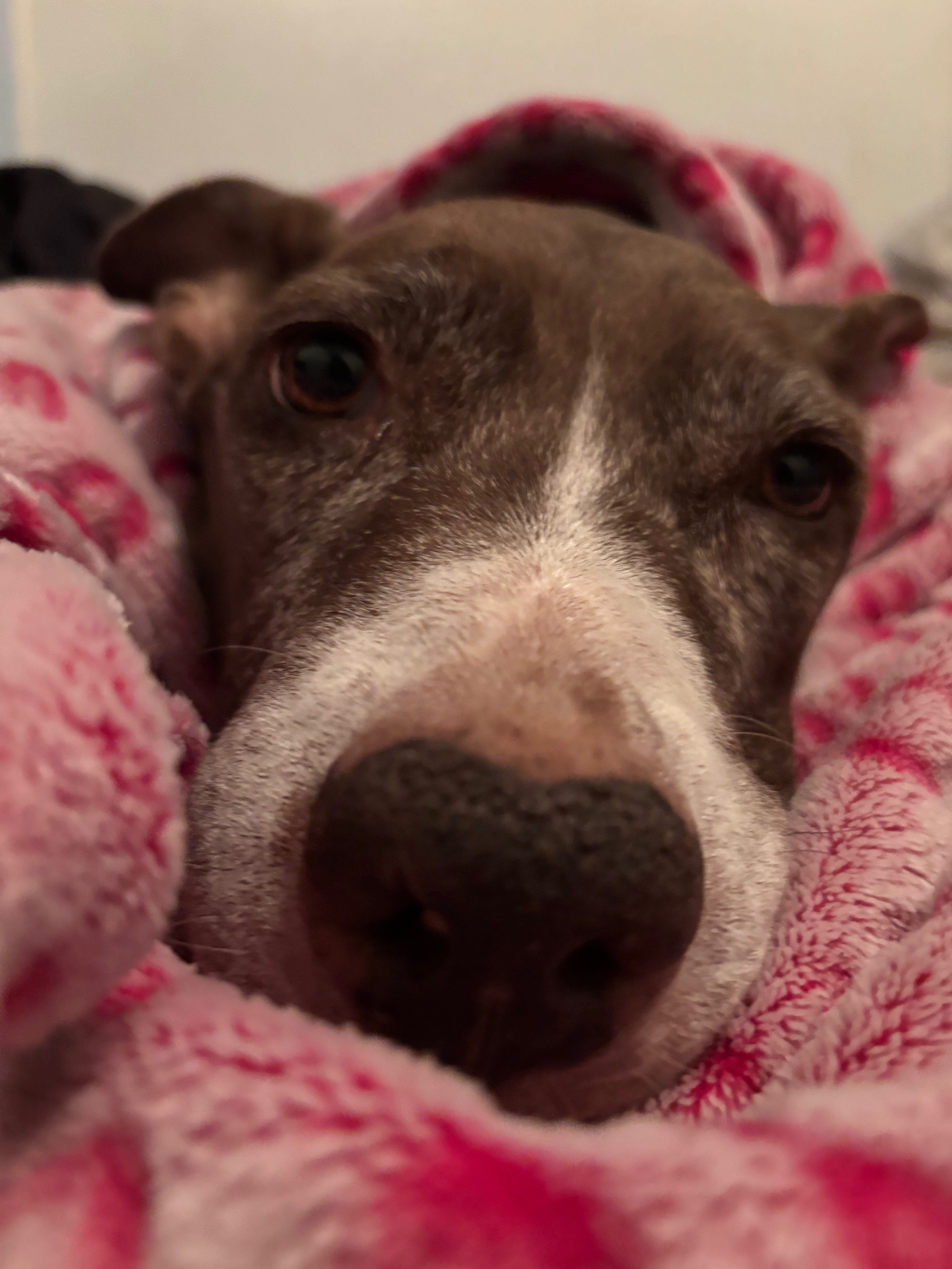 Support Nini Bear's Cremation Costs campaign photo, 2 of 7