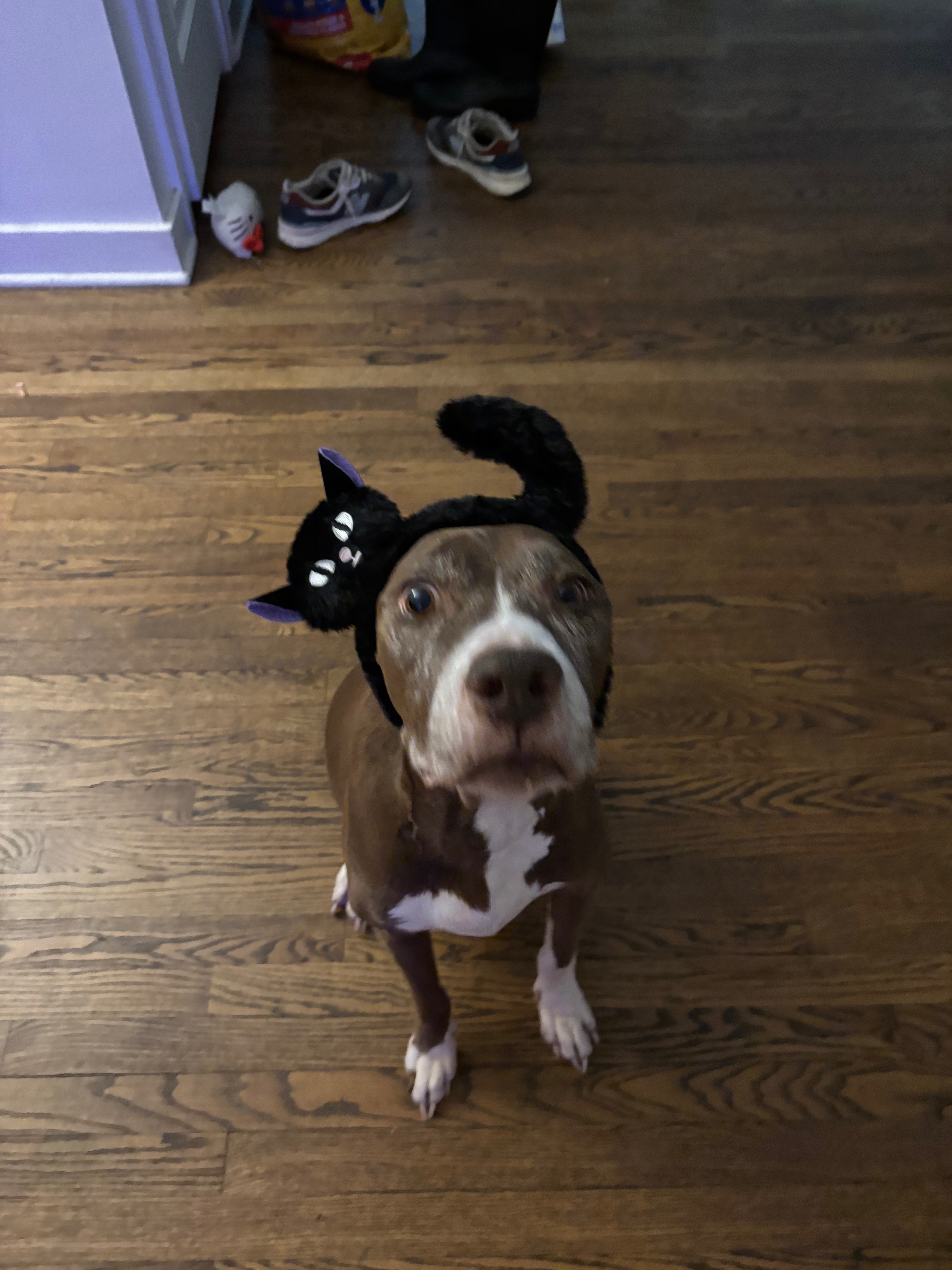 Support Nini Bear's Cremation Costs campaign photo, 5 of 7