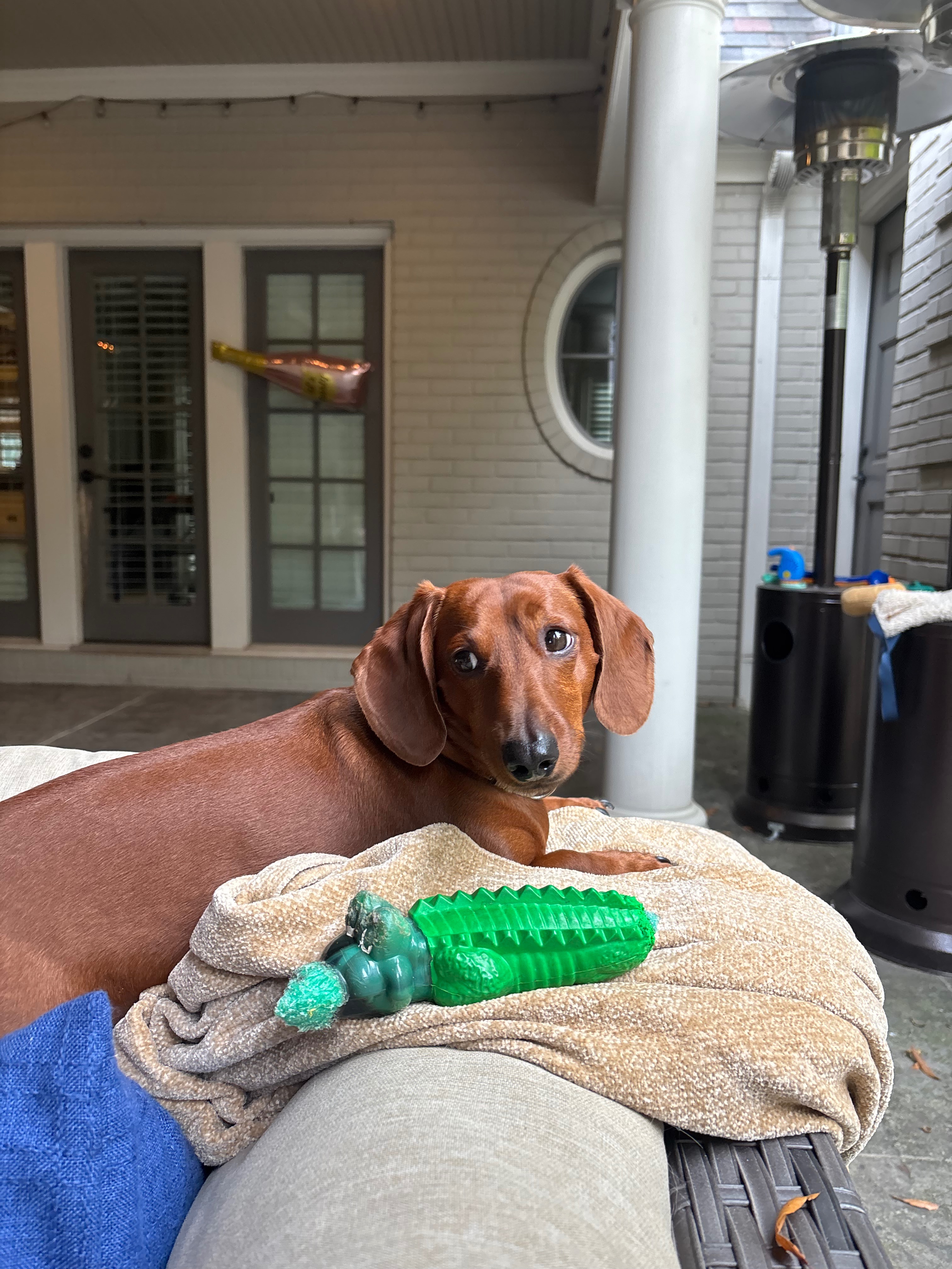 Help Hank Get Urgent IVDD Treatment campaign photo, 4 of 8