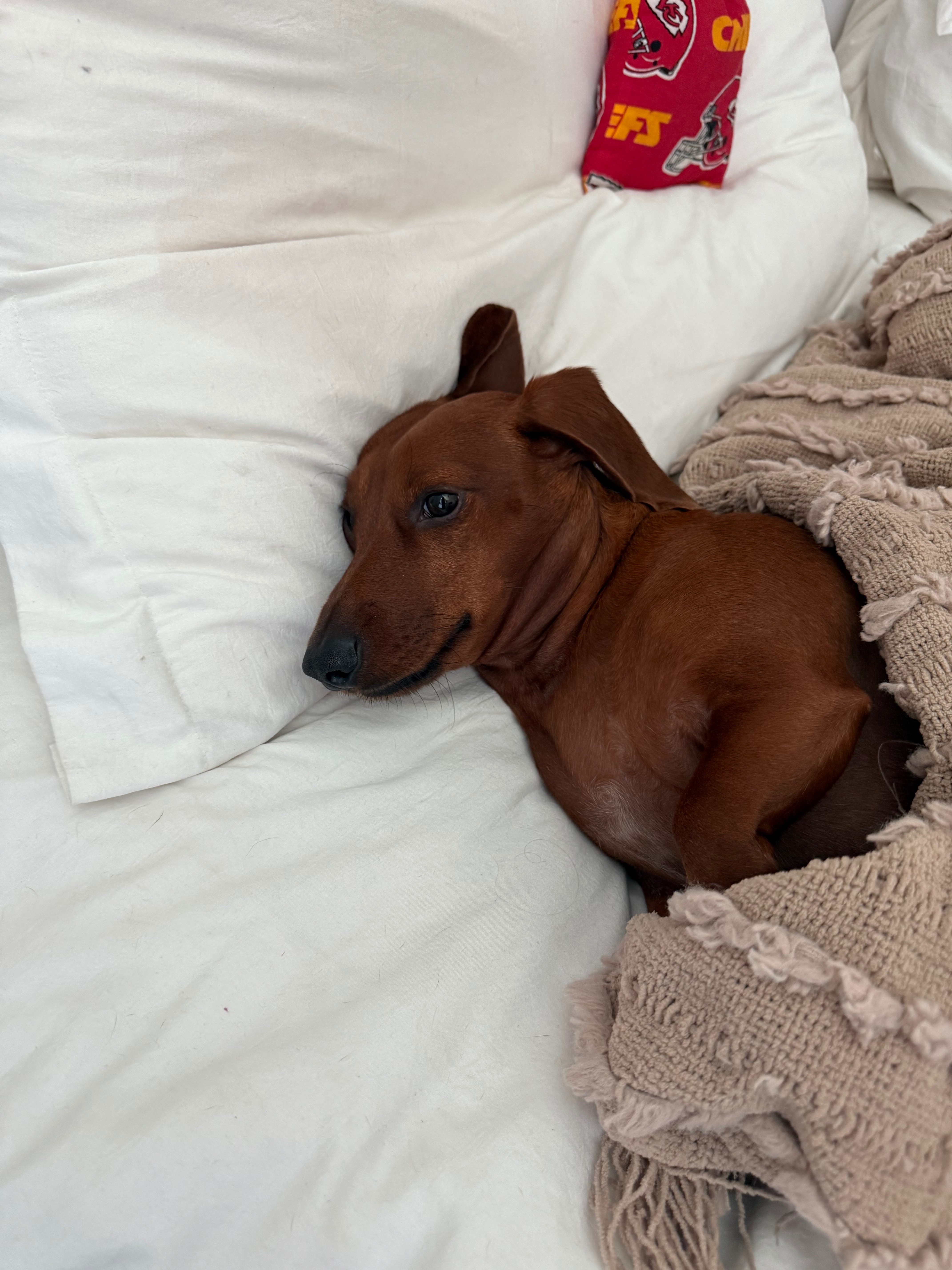 Help Hank Get Urgent IVDD Treatment campaign photo, 5 of 8