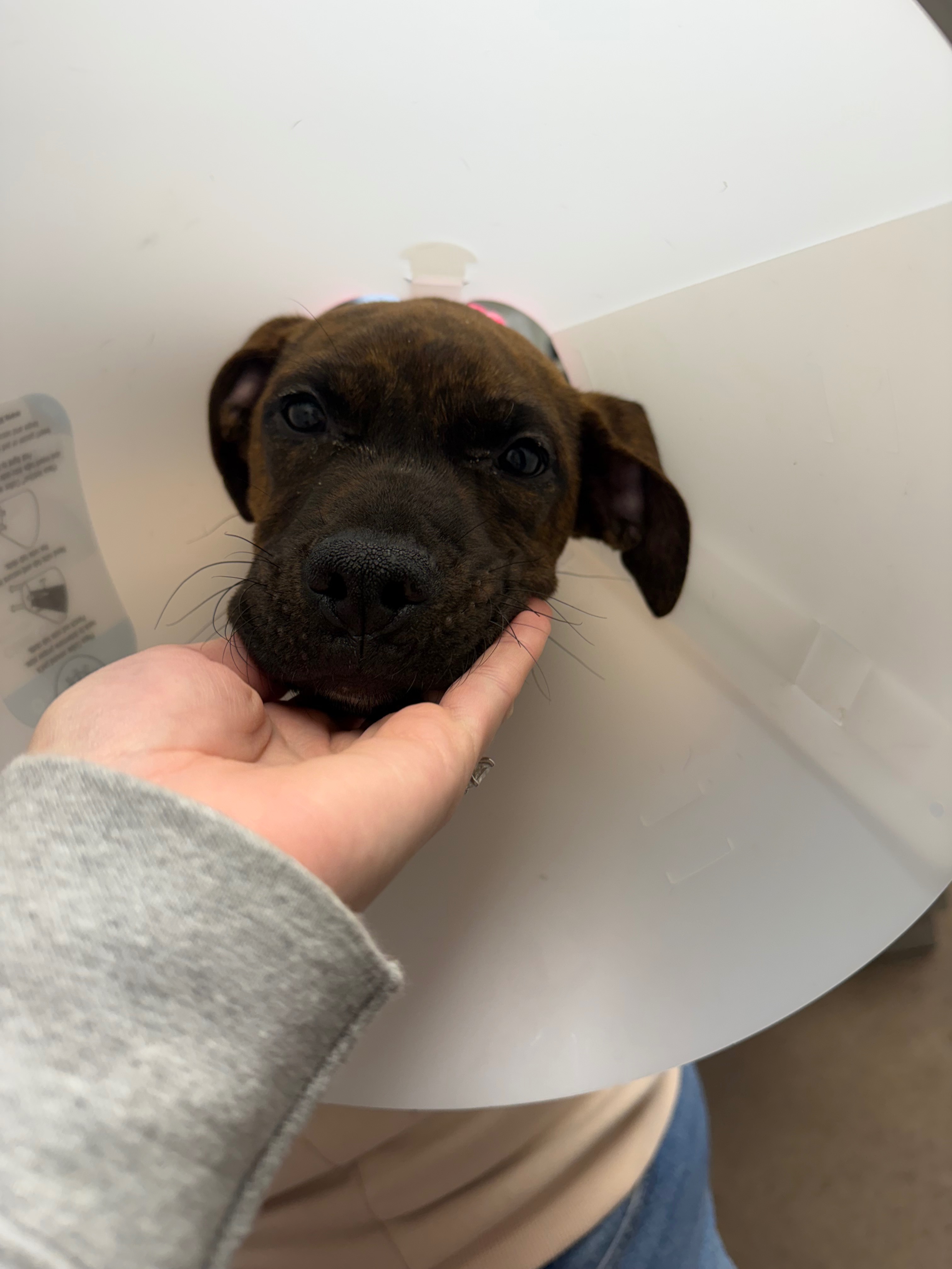 A shelter pups leg saving surgery campaign photo, 7 of 7