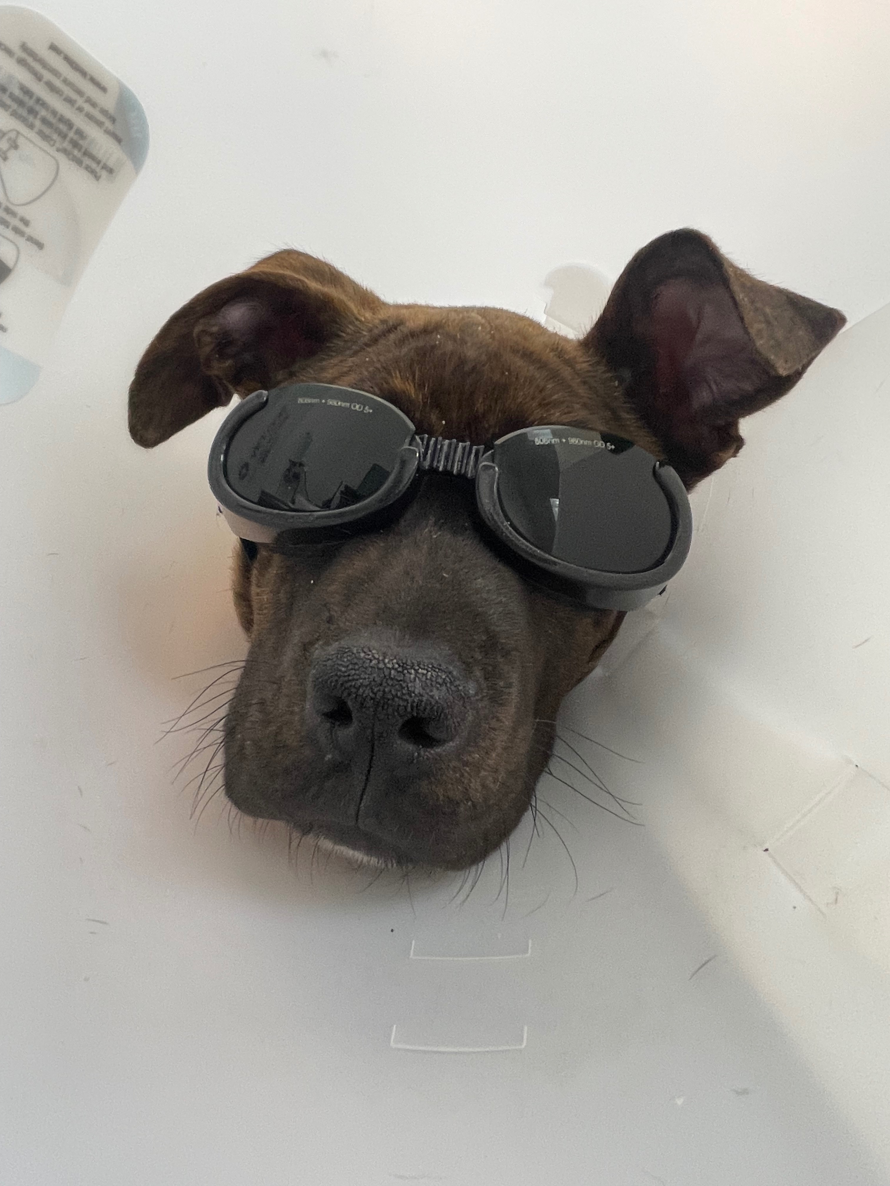 A shelter pups leg saving surgery campaign photo, 2 of 7