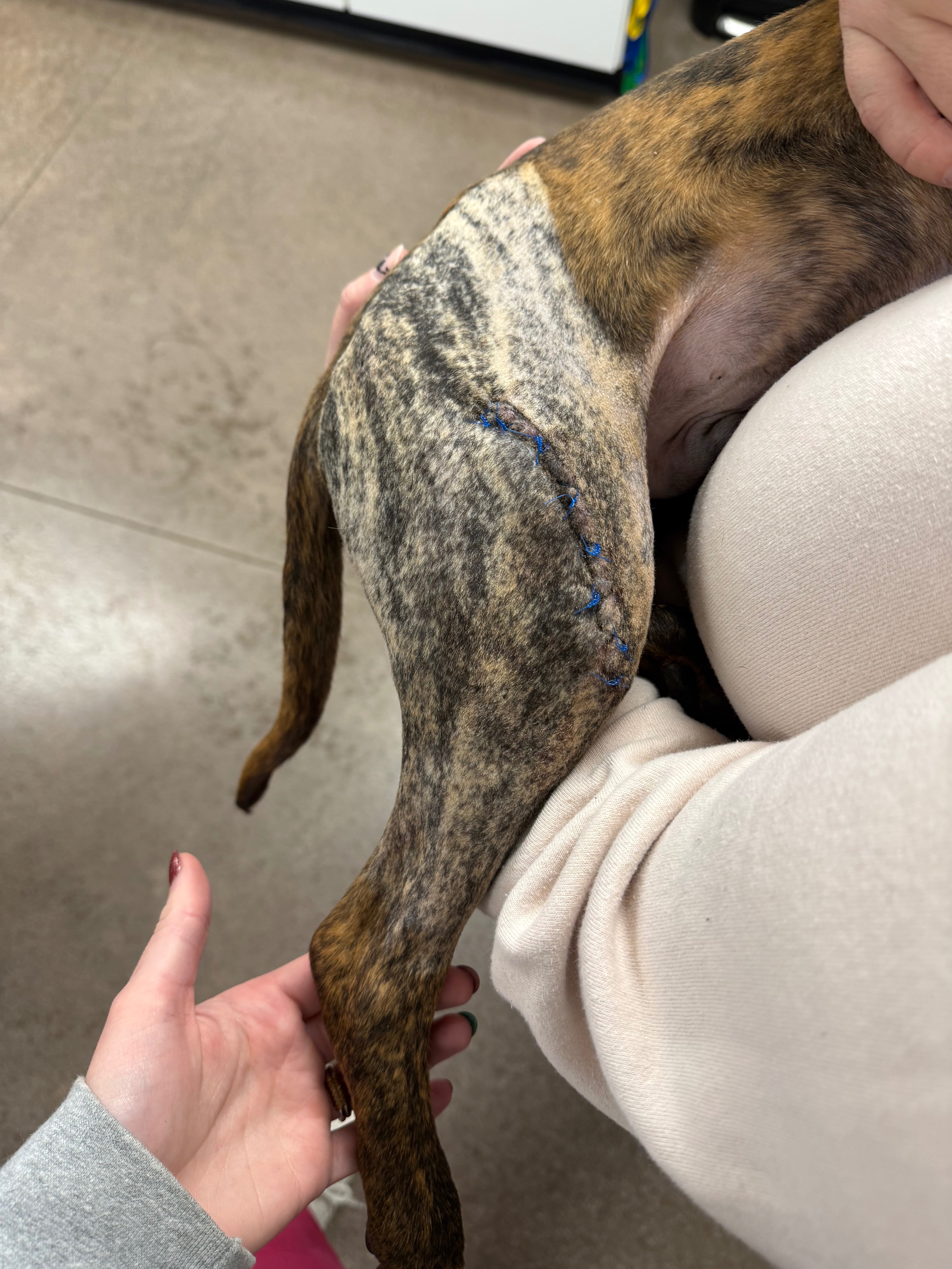 A shelter pups leg saving surgery campaign photo, 5 of 7