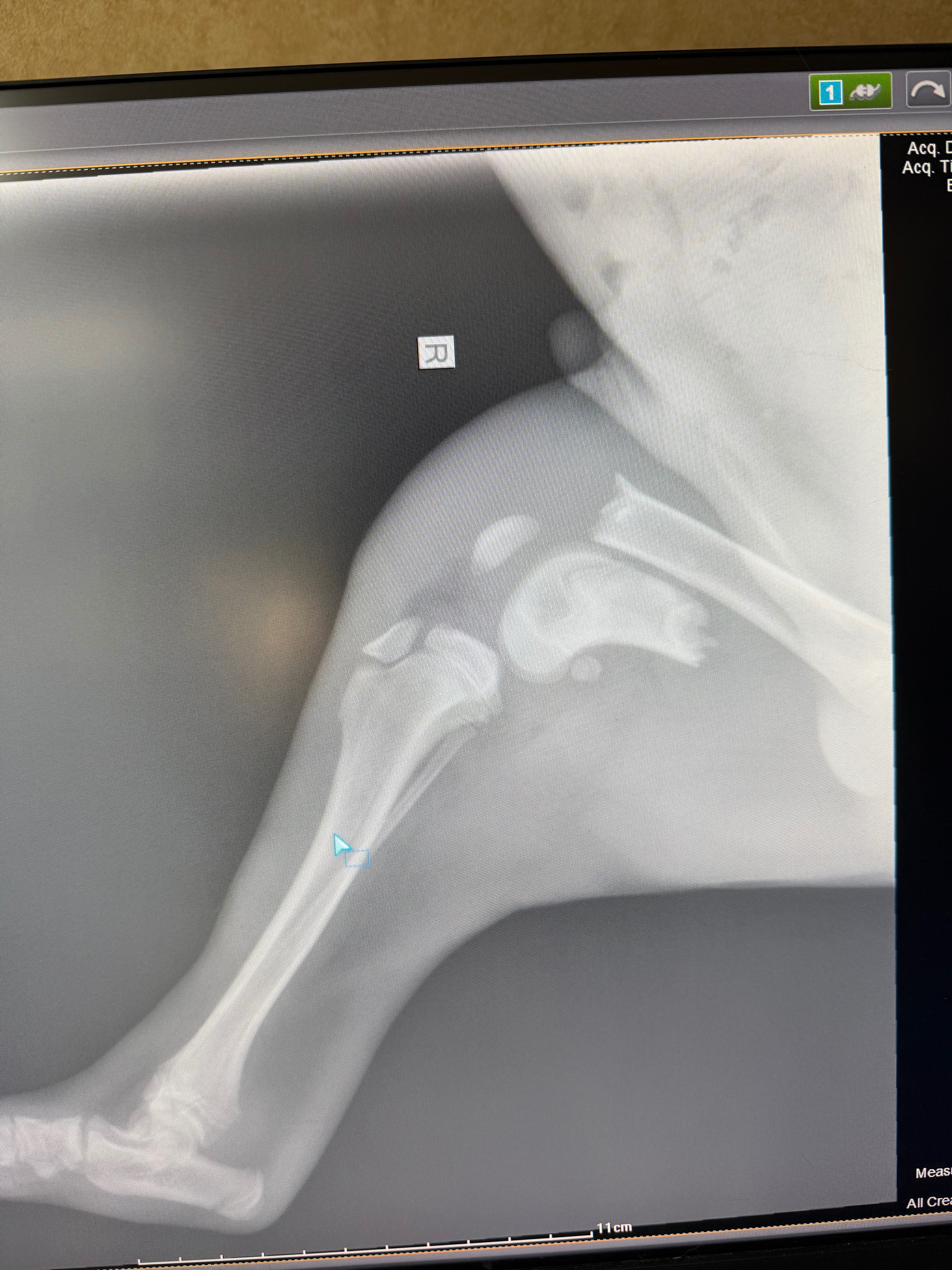 A shelter pups leg saving surgery campaign photo, 6 of 7