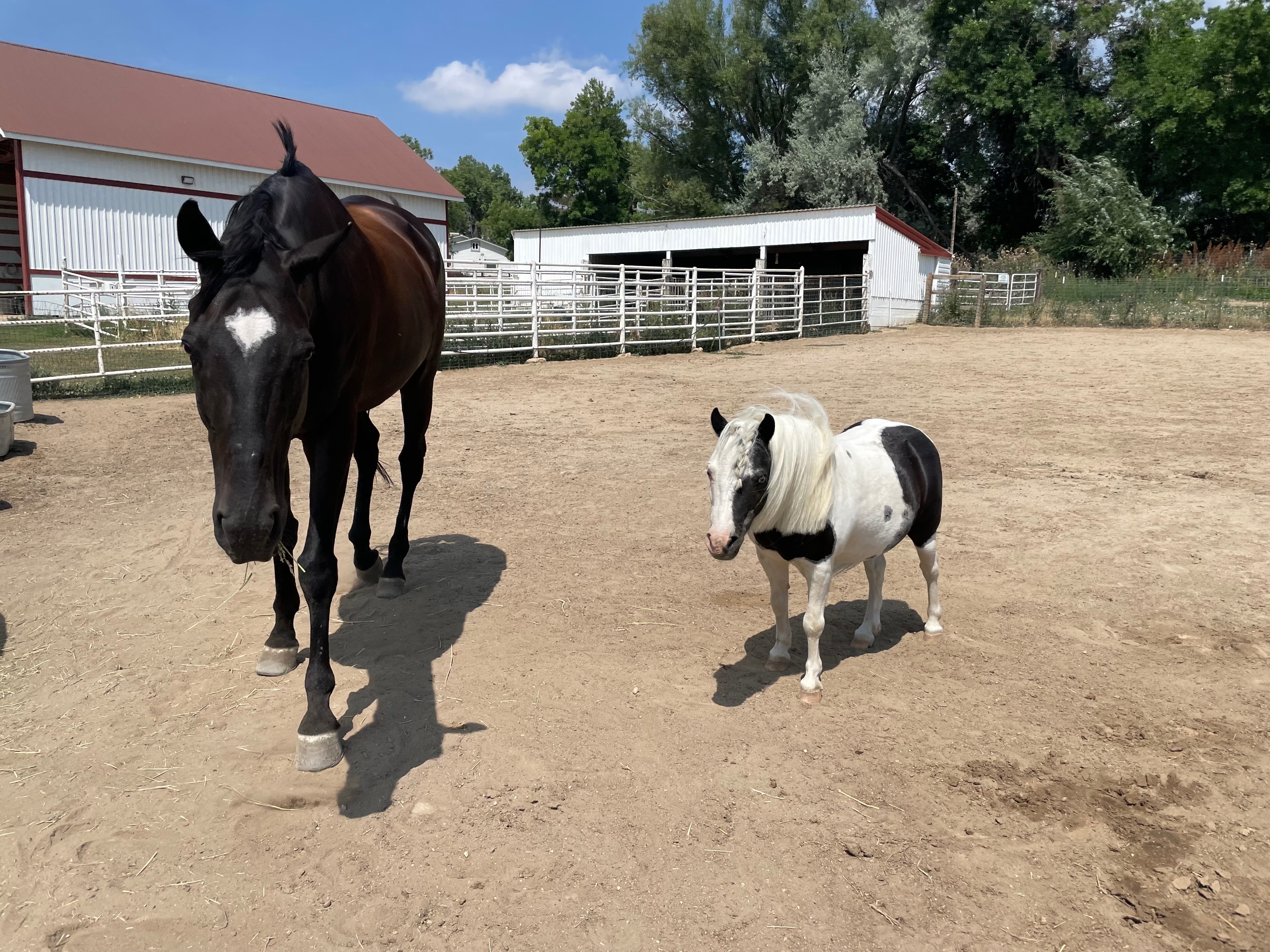 Help Willie Thrive in His Forever Home campaign photo, 4 of 8
