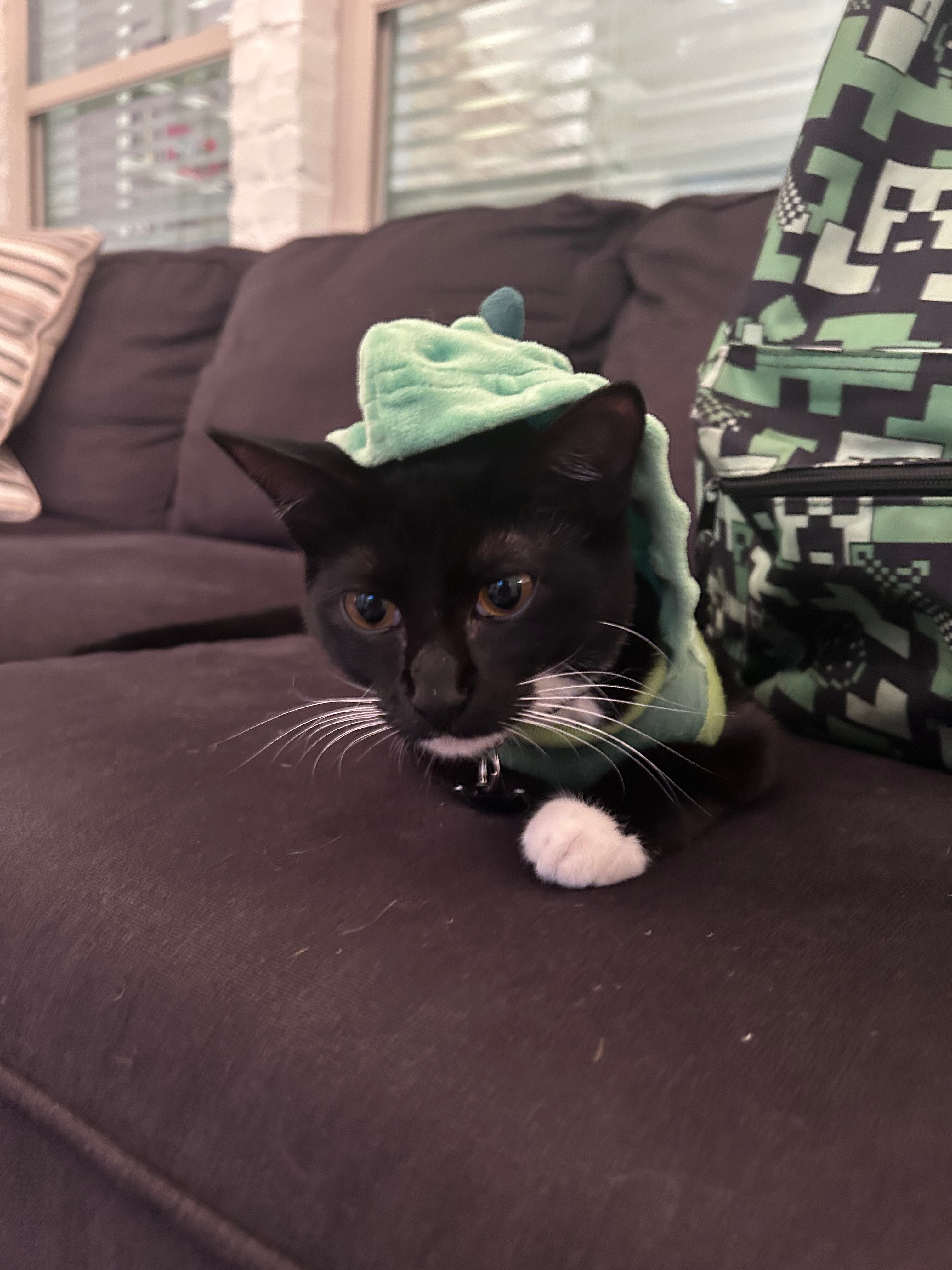 Give Sylvester a Fighting Chance to Survive campaign photo, 5 of 8