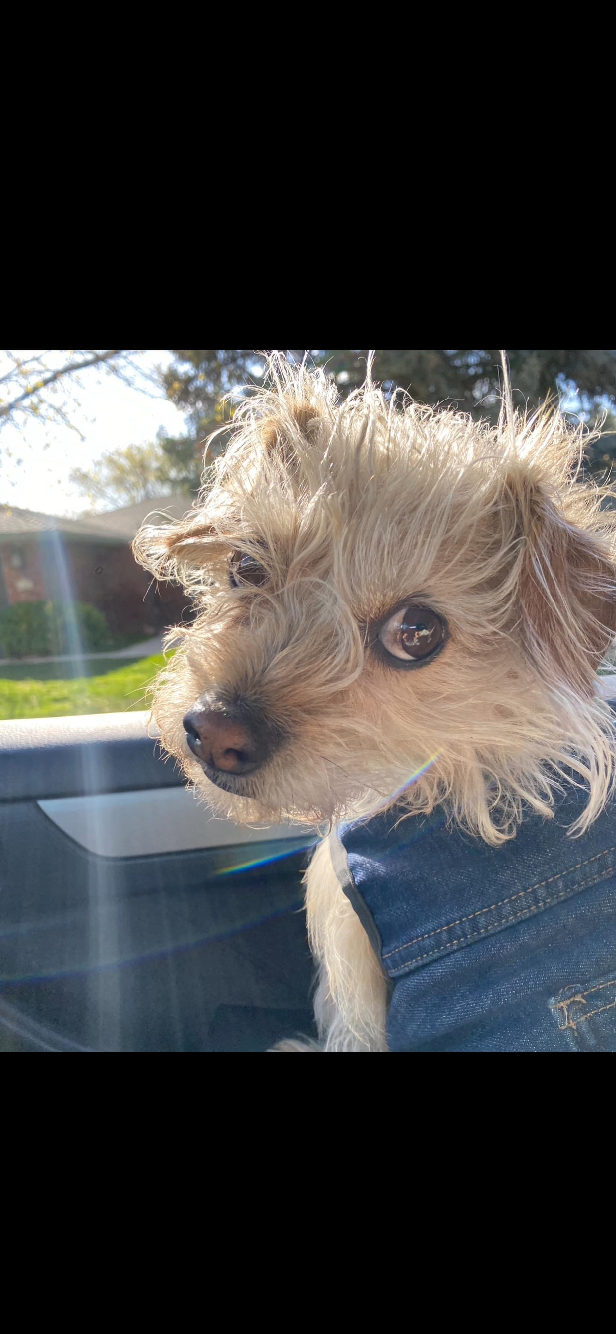 Donate for Walter's Urgent Medical Needs campaign photo, 2 of 8