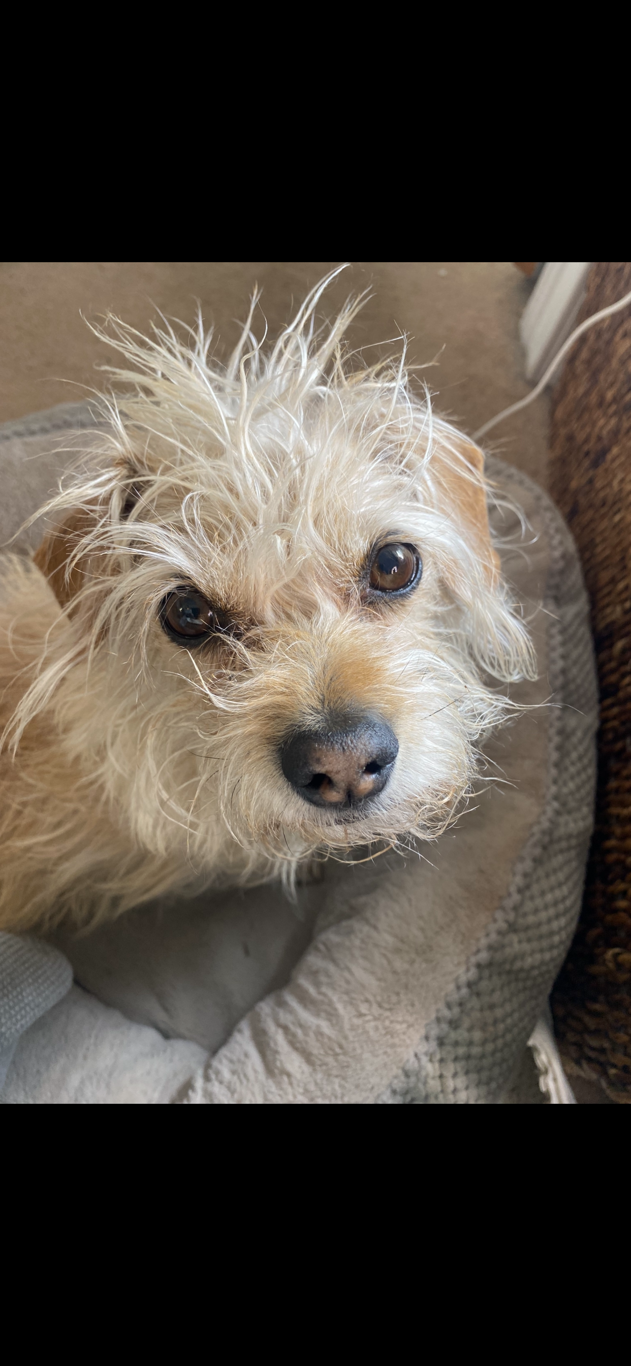 Donate for Walter's Urgent Medical Needs campaign photo, 4 of 8