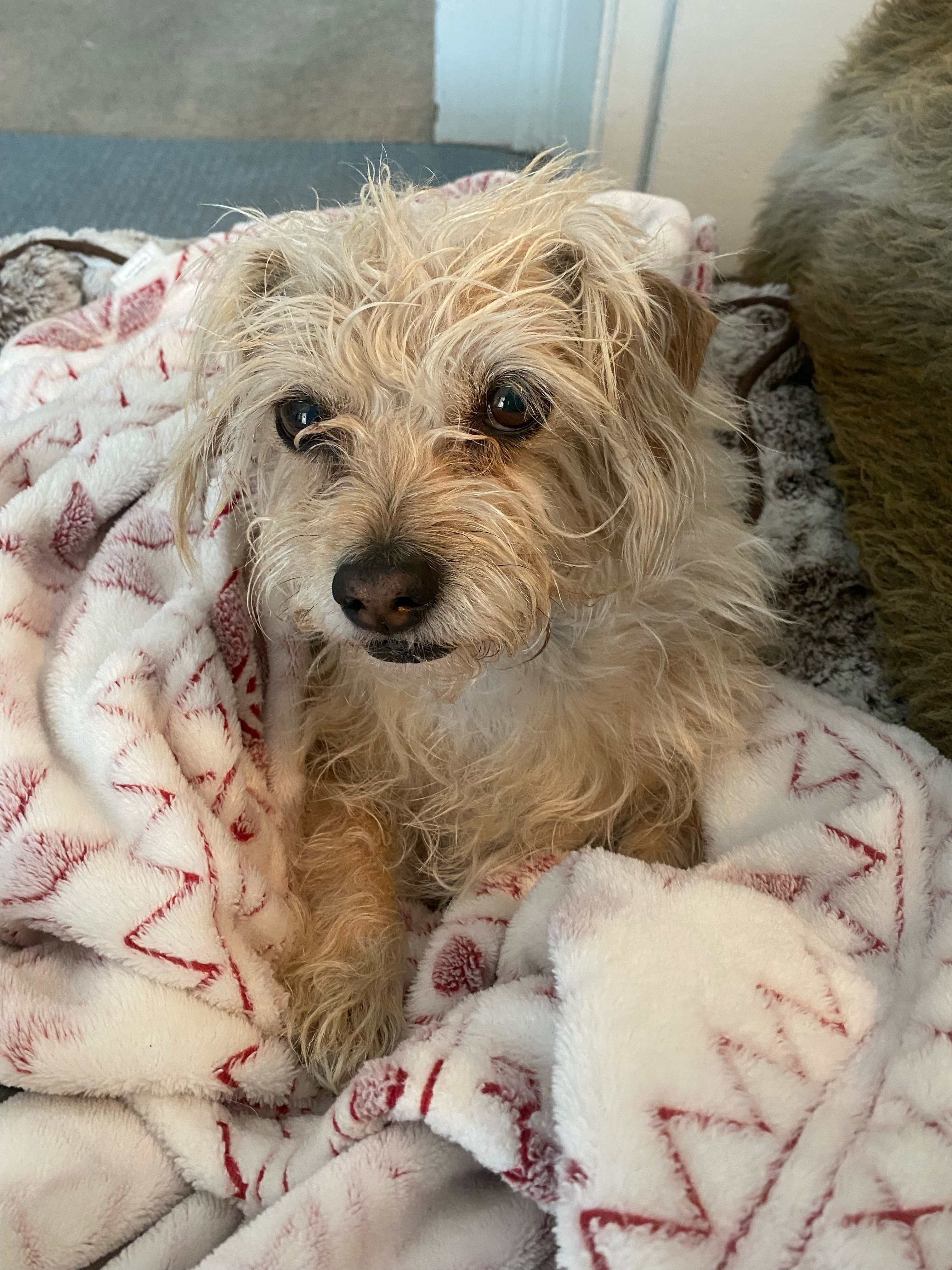 Donate for Walter's Urgent Medical Needs campaign photo, 6 of 8