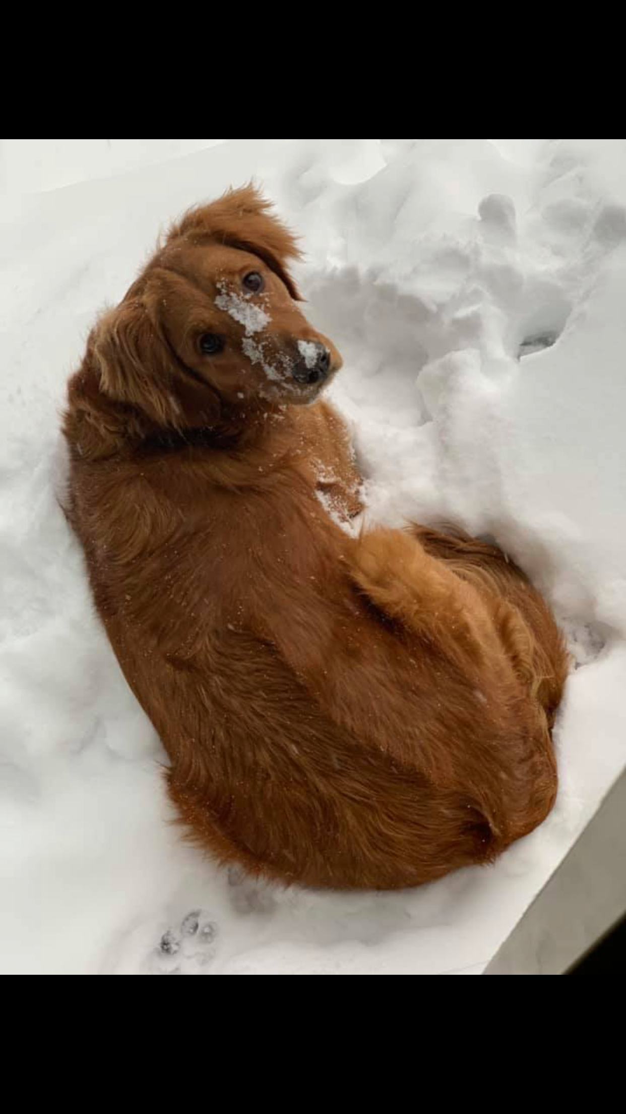 Support Our Girl's Battle with Hemangiosarcoma campaign photo, 7 of 8