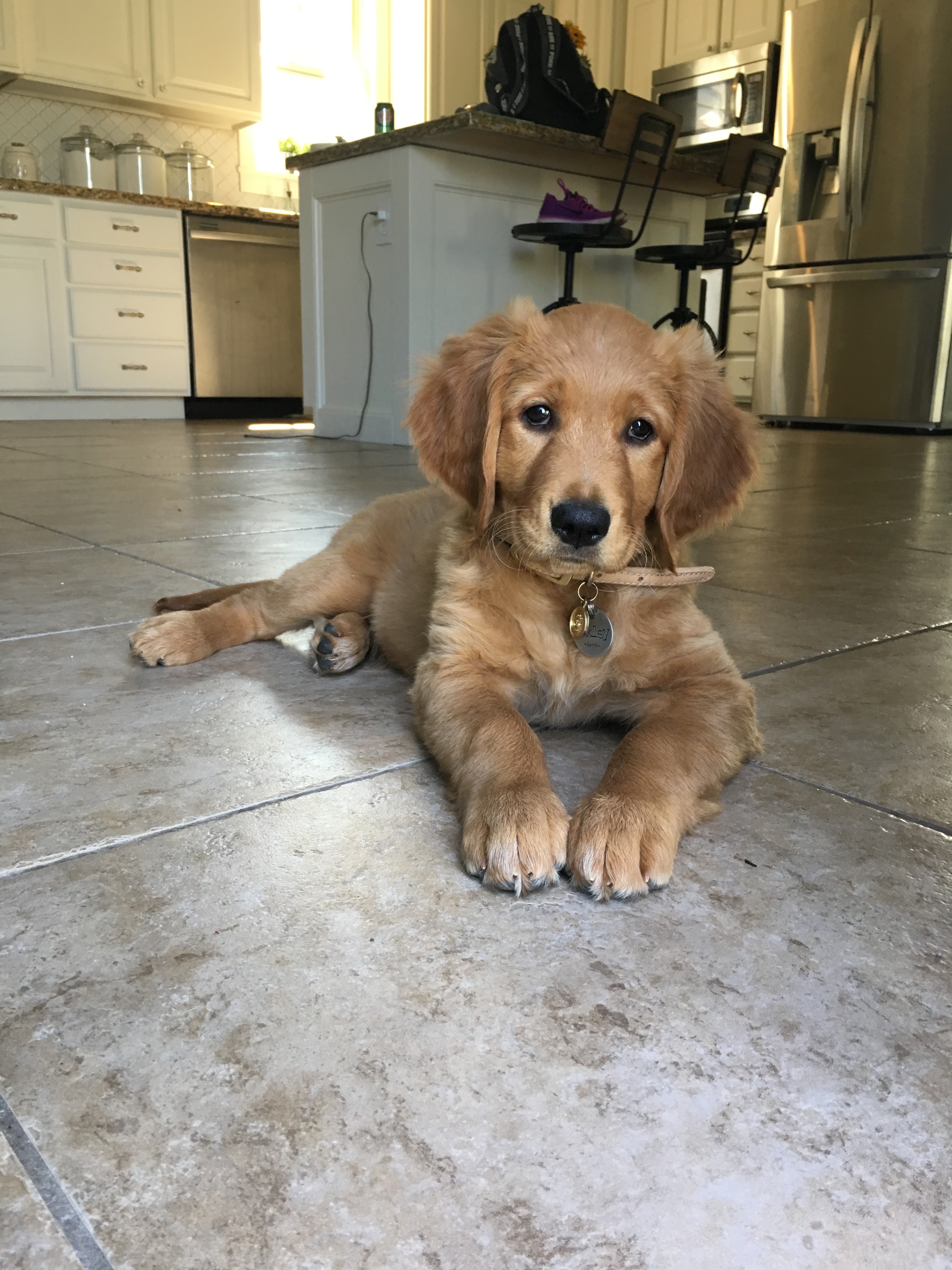 Support Our Girl's Battle with Hemangiosarcoma campaign photo, 2 of 8