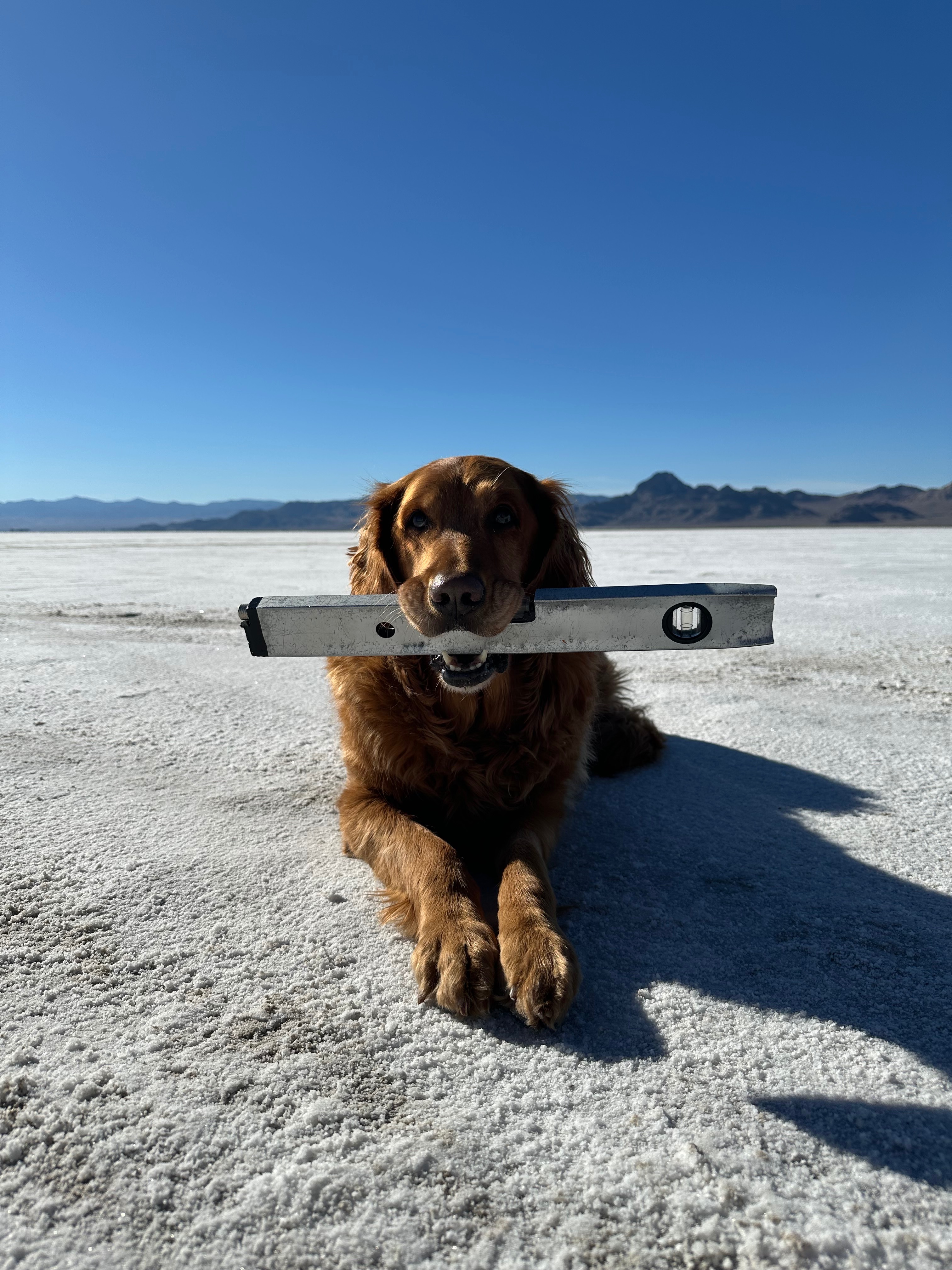 Support Our Girl's Battle with Hemangiosarcoma campaign photo, 4 of 8