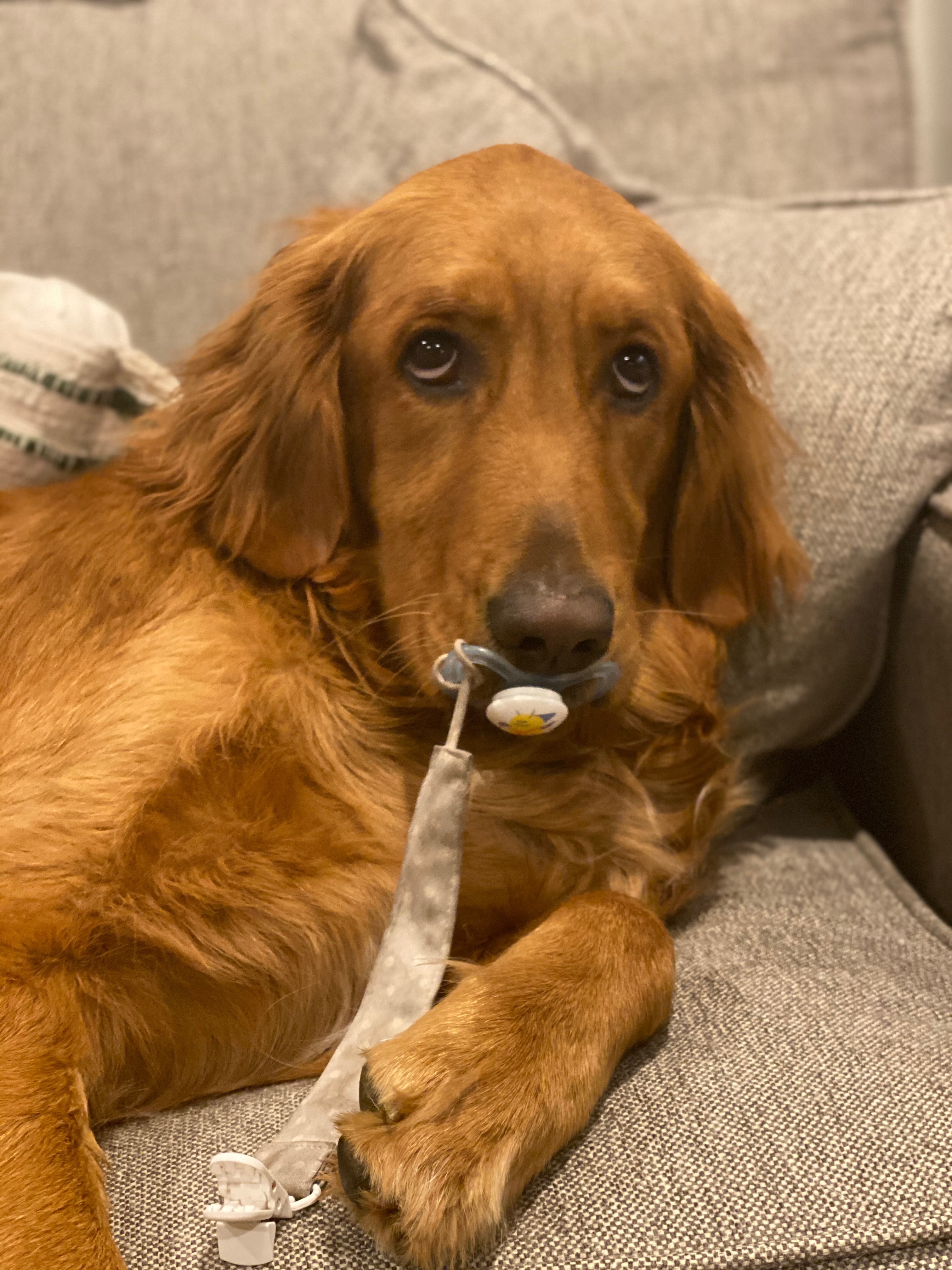 Support Our Girl's Battle with Hemangiosarcoma campaign photo, 5 of 8