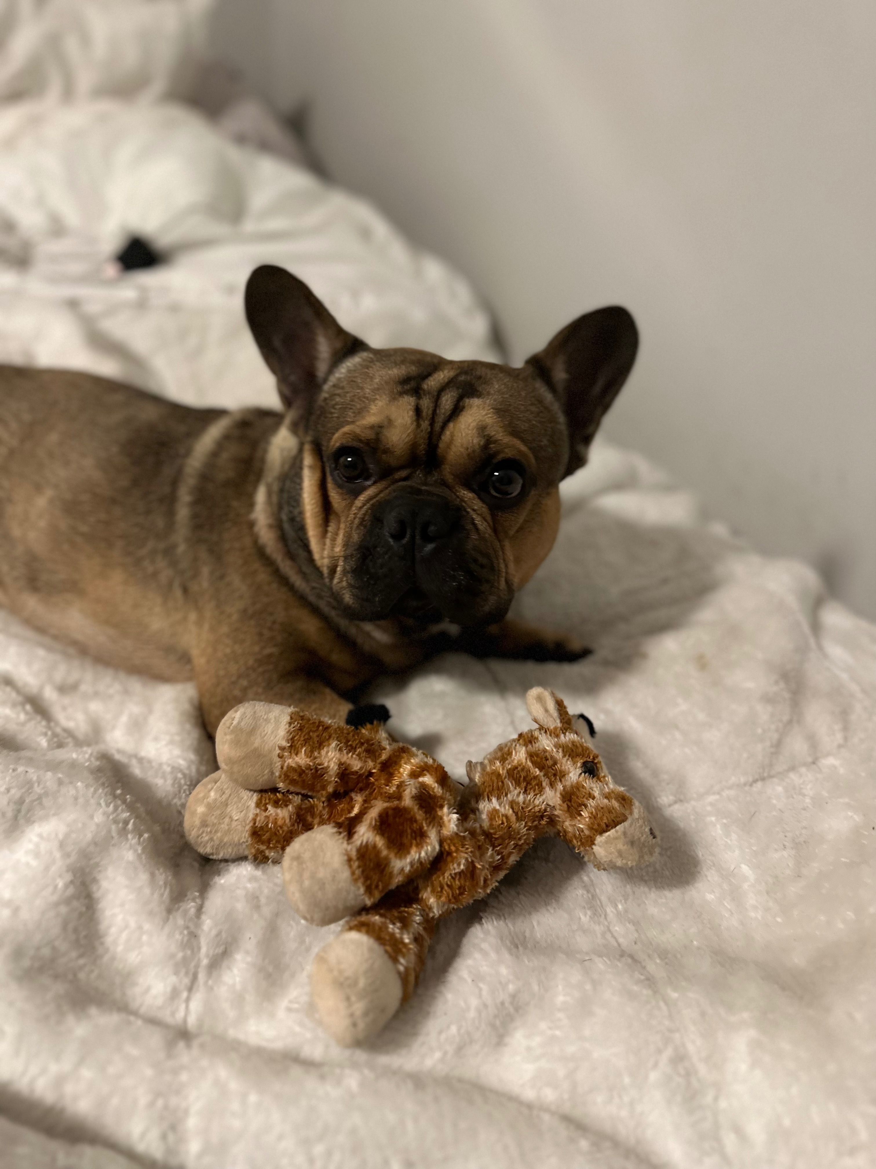 Please help my dog campaign photo, 2 of 4