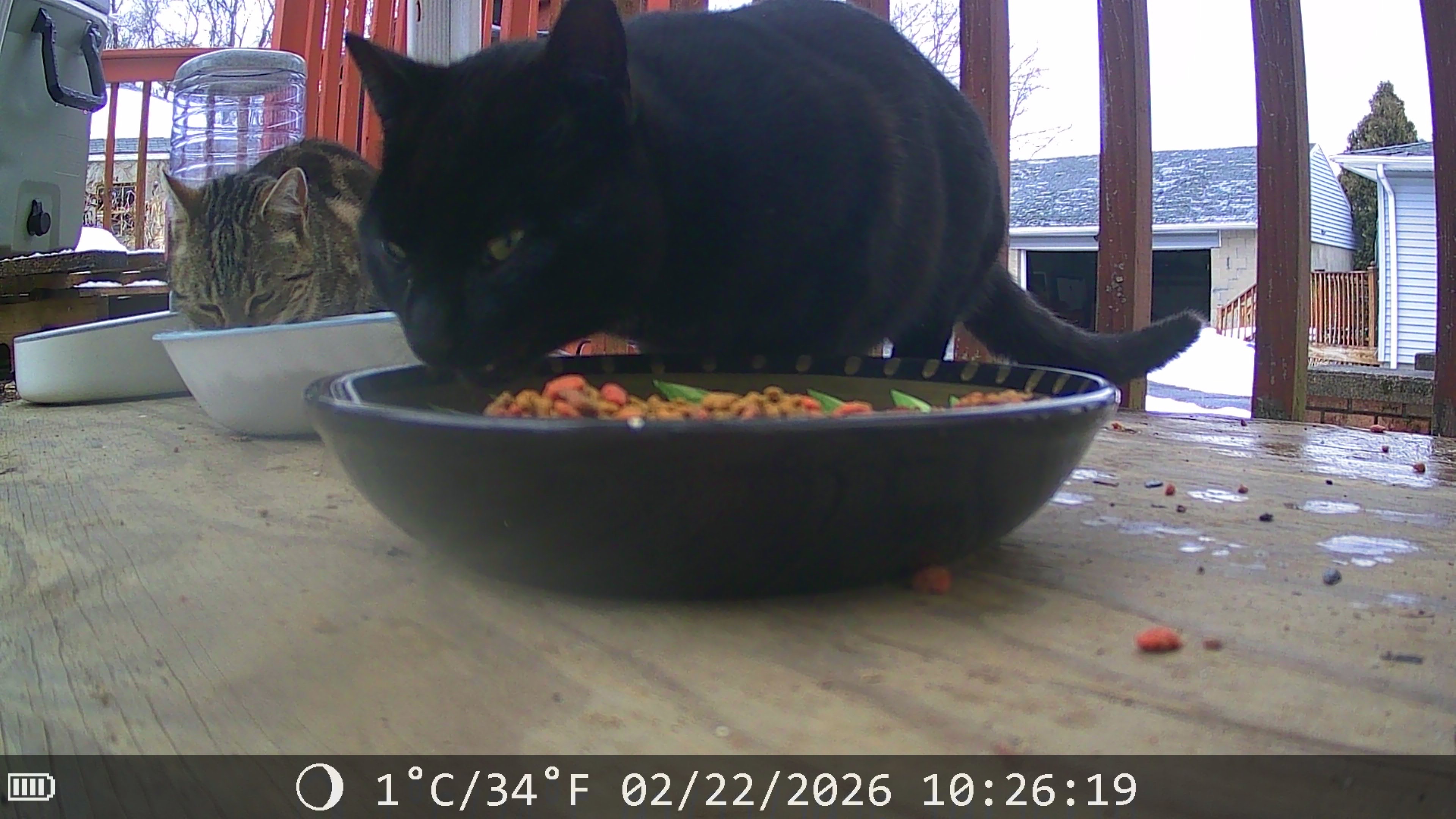 Donate to Spay, Neuter, and Feed Feral Cats campaign photo, 7 of 8
