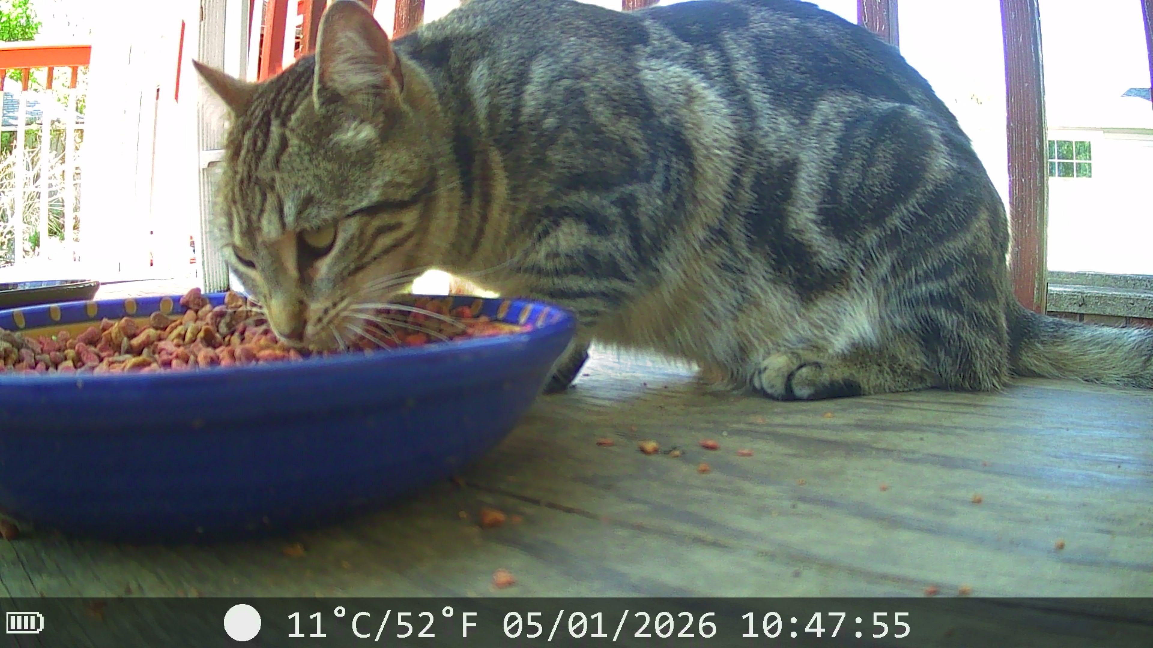 Donate to Spay, Neuter, and Feed Feral Cats campaign photo, 2 of 8
