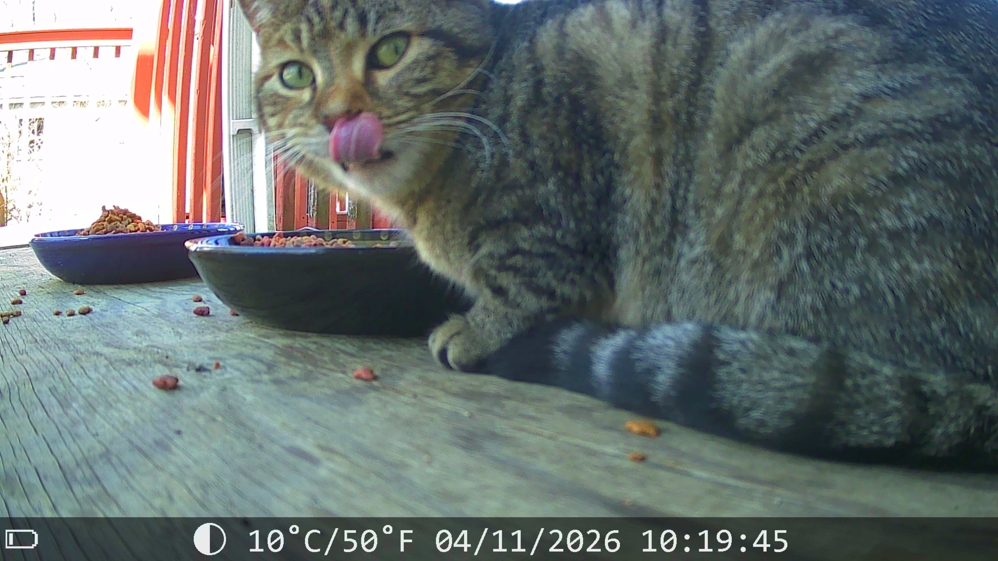 Donate to Spay, Neuter, and Feed Feral Cats campaign photo, 4 of 8