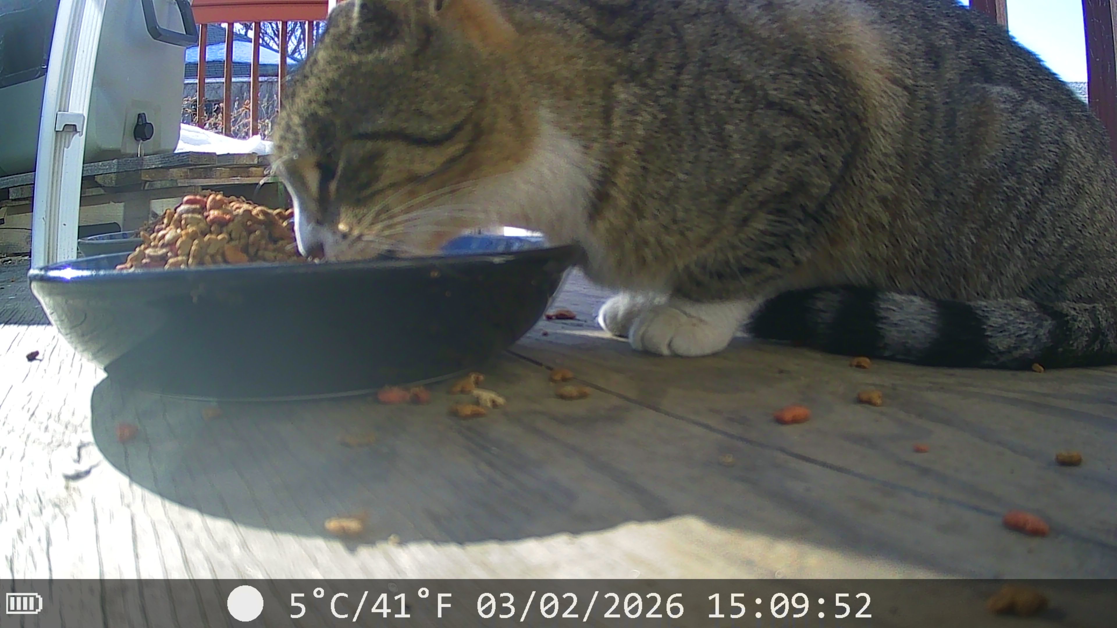 Donate to Spay, Neuter, and Feed Feral Cats campaign photo, 5 of 8