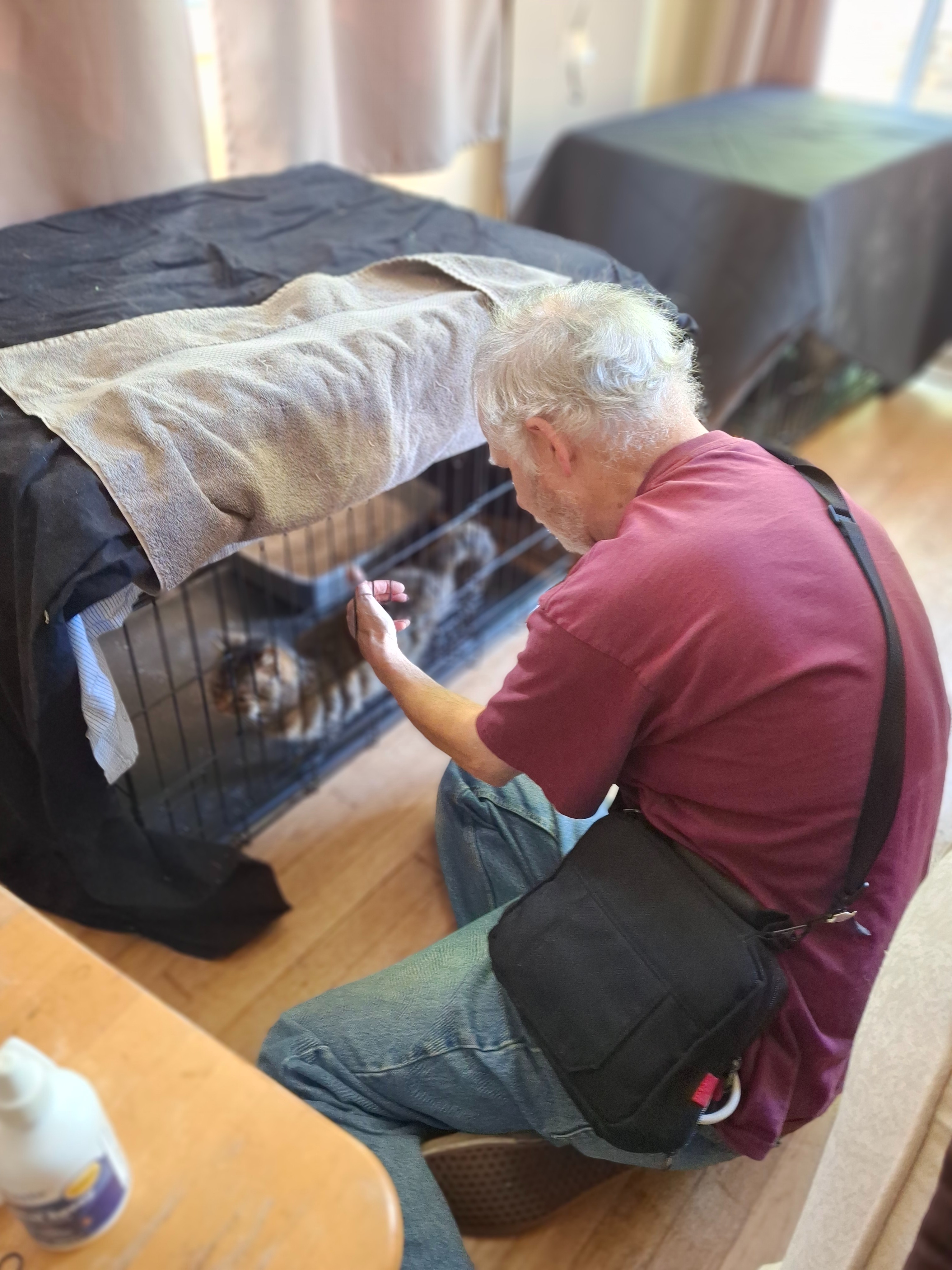 Donate to Spay, Neuter, and Feed Feral Cats campaign photo, 6 of 8