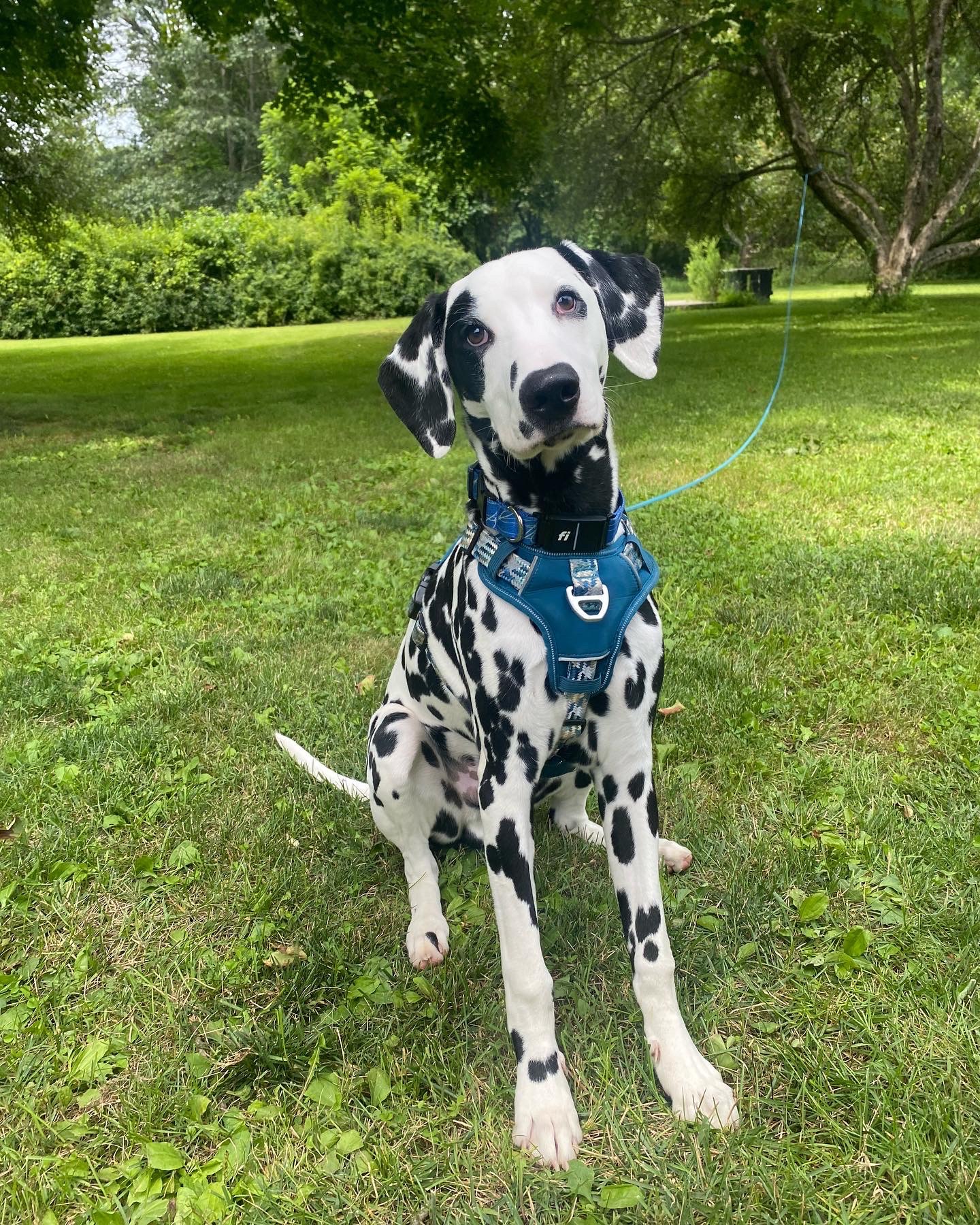 Support Blu's Life-Saving Surgery campaign photo, 6 of 7