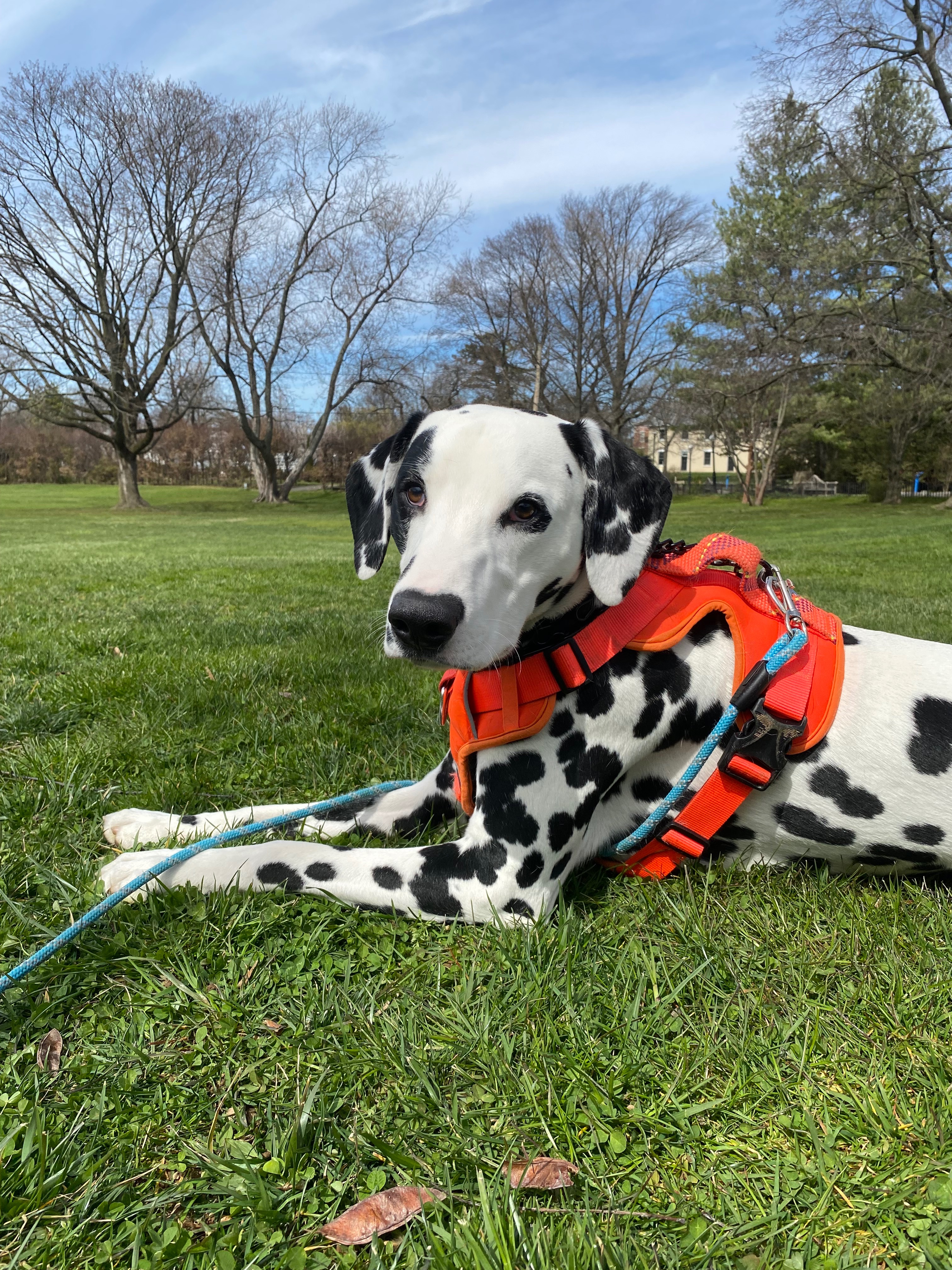 Support Blu's Life-Saving Surgery campaign photo, 5 of 7