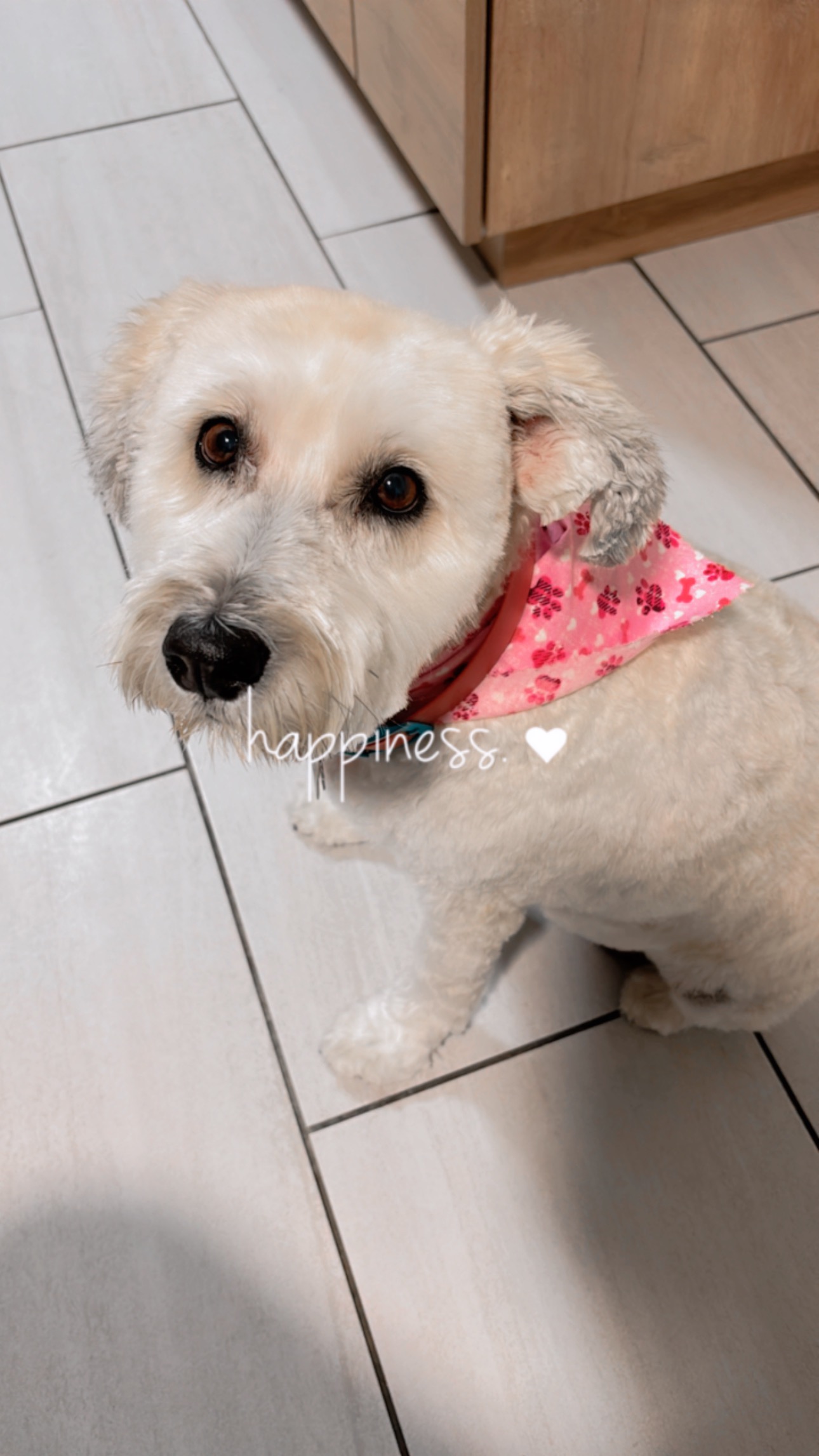 Support Stella's Emergency Surgery campaign photo, 4 of 8