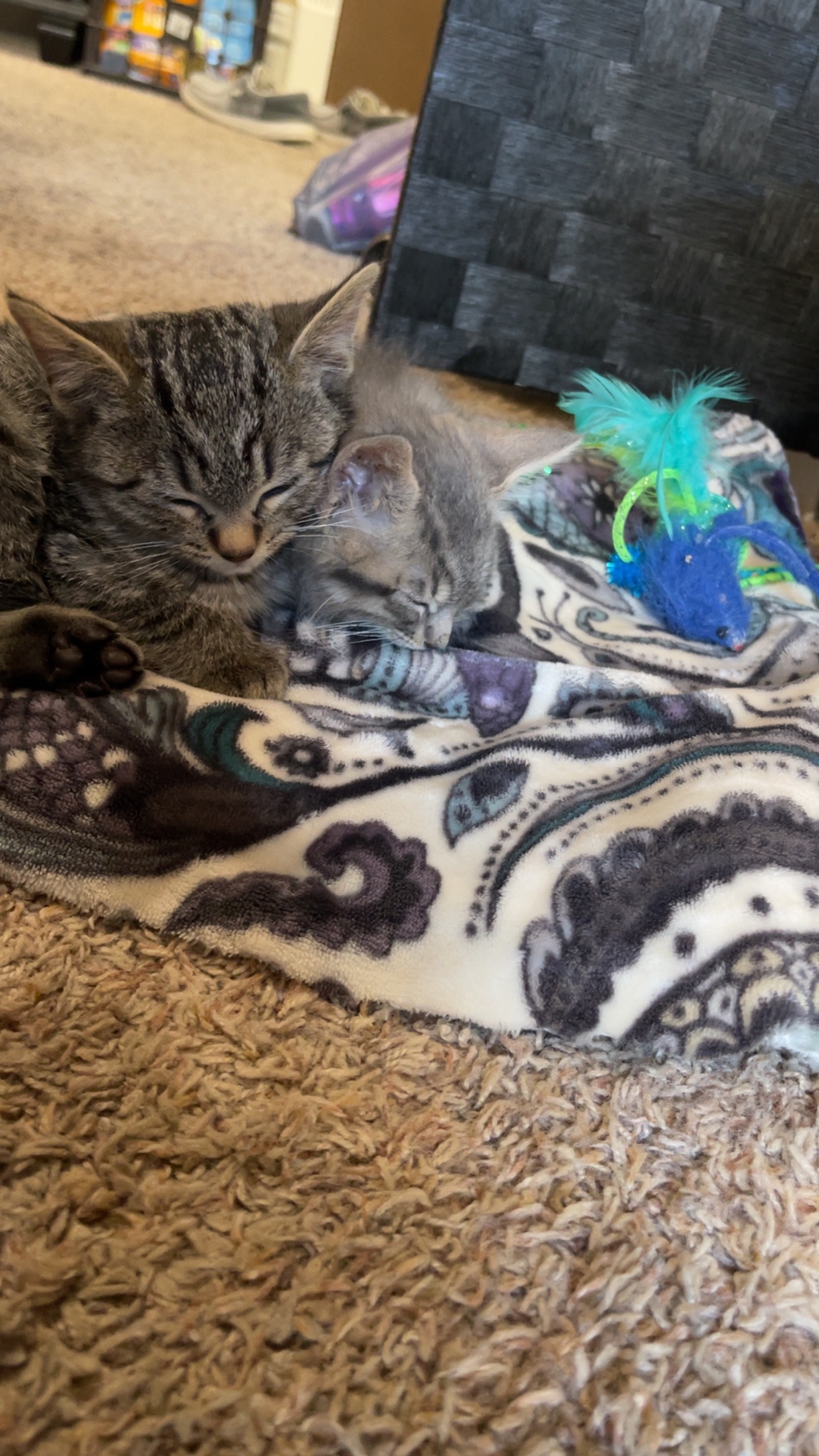 Give Abbie's Kitty a Chance at Life campaign photo, 4 of 5