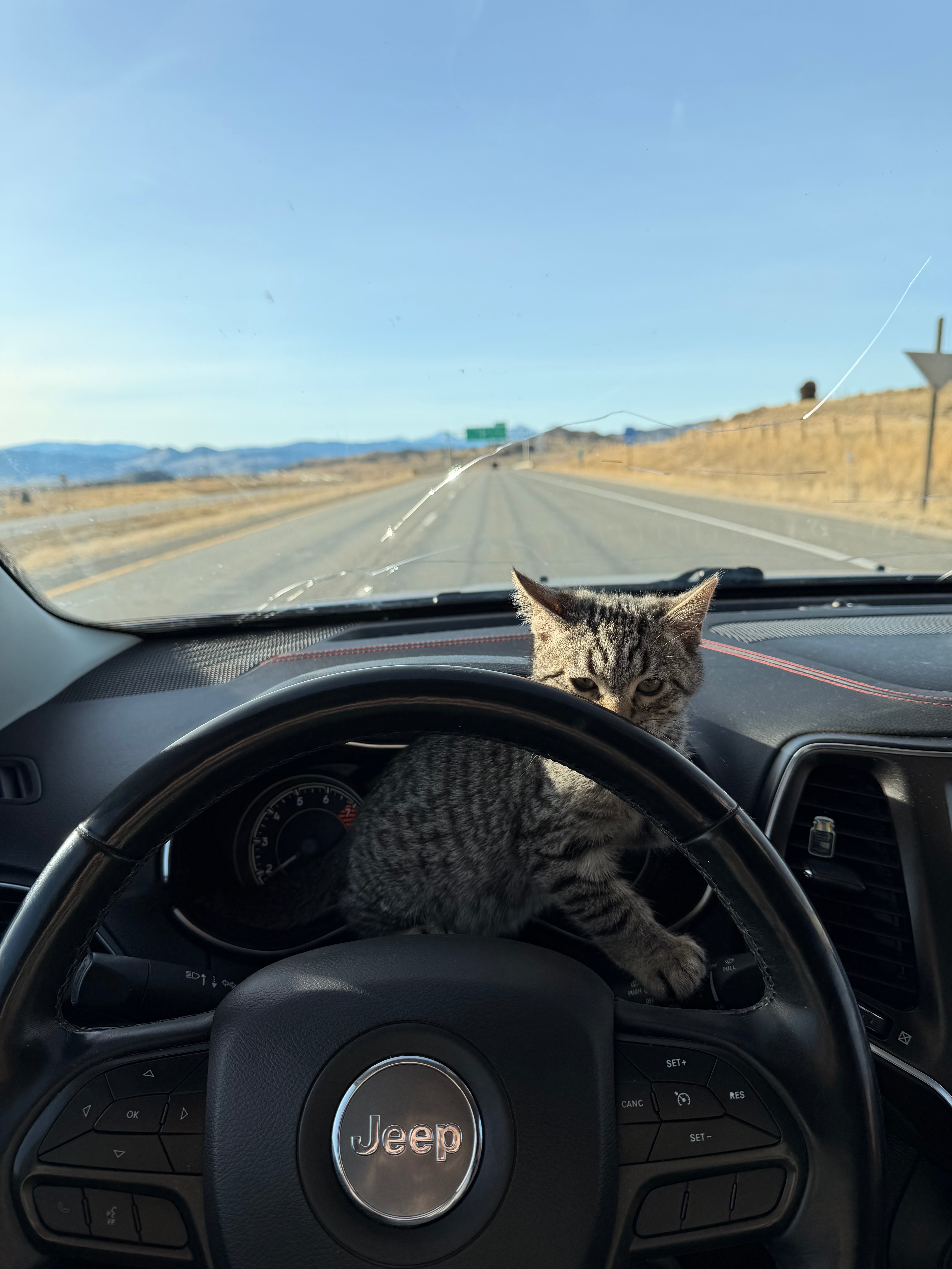 Give Abbie's Kitty a Chance at Life campaign photo, 2 of 5