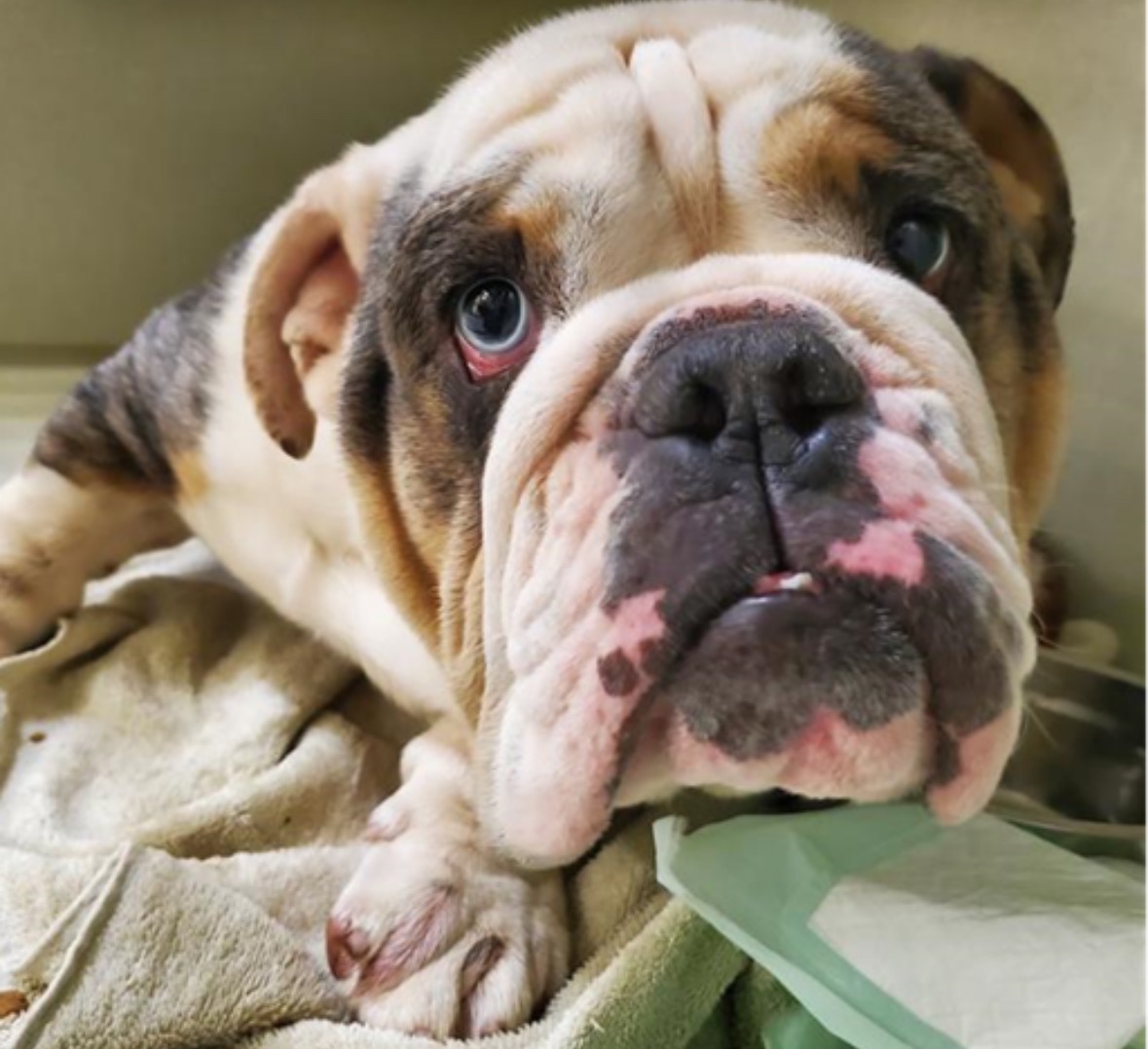 TURBO FACES EUTHANASIA IF NOT RESCUED BY MONDAY, NOV. 17 campaign photo, 5 of 6
